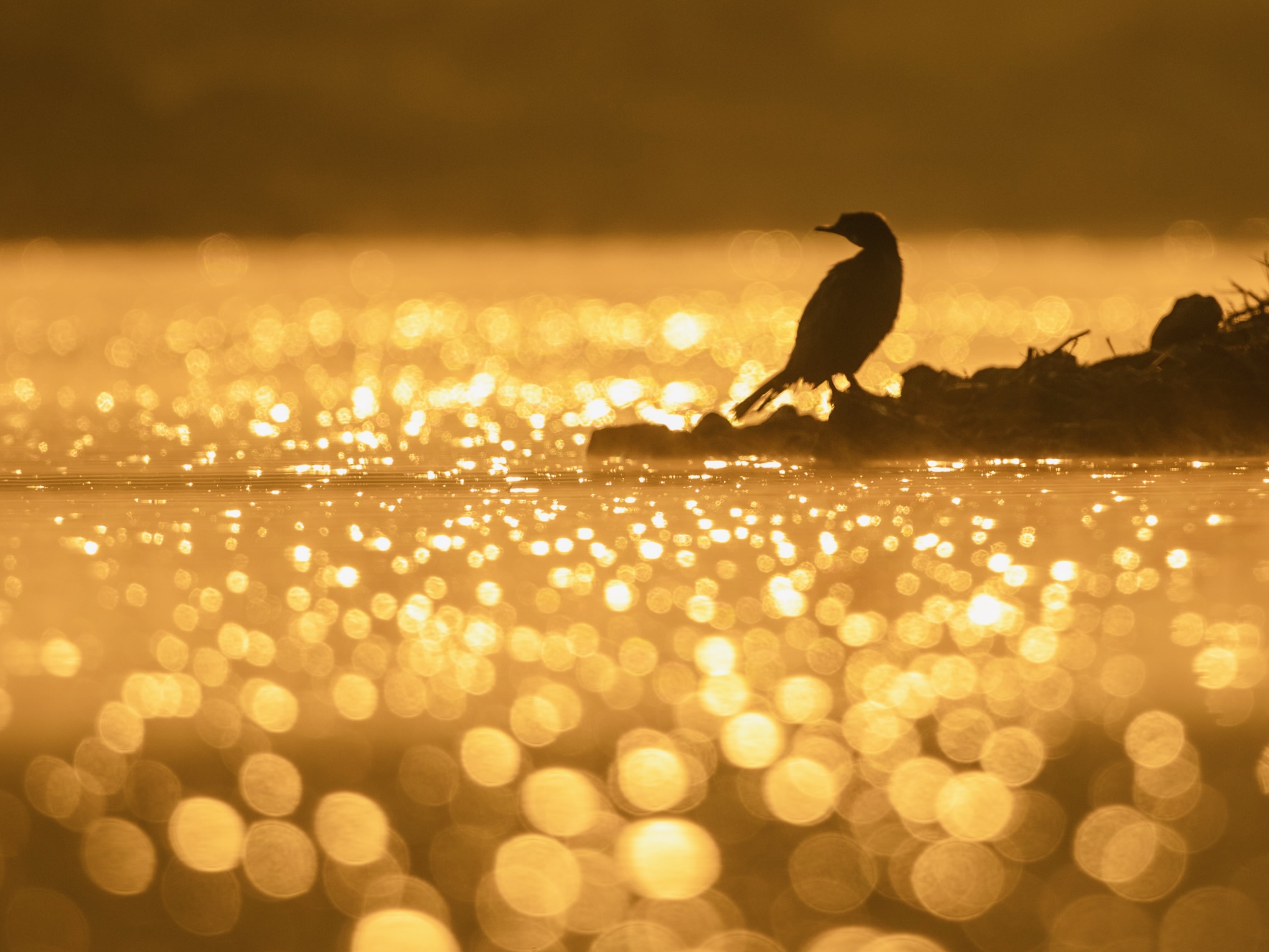 Golden Bokeh