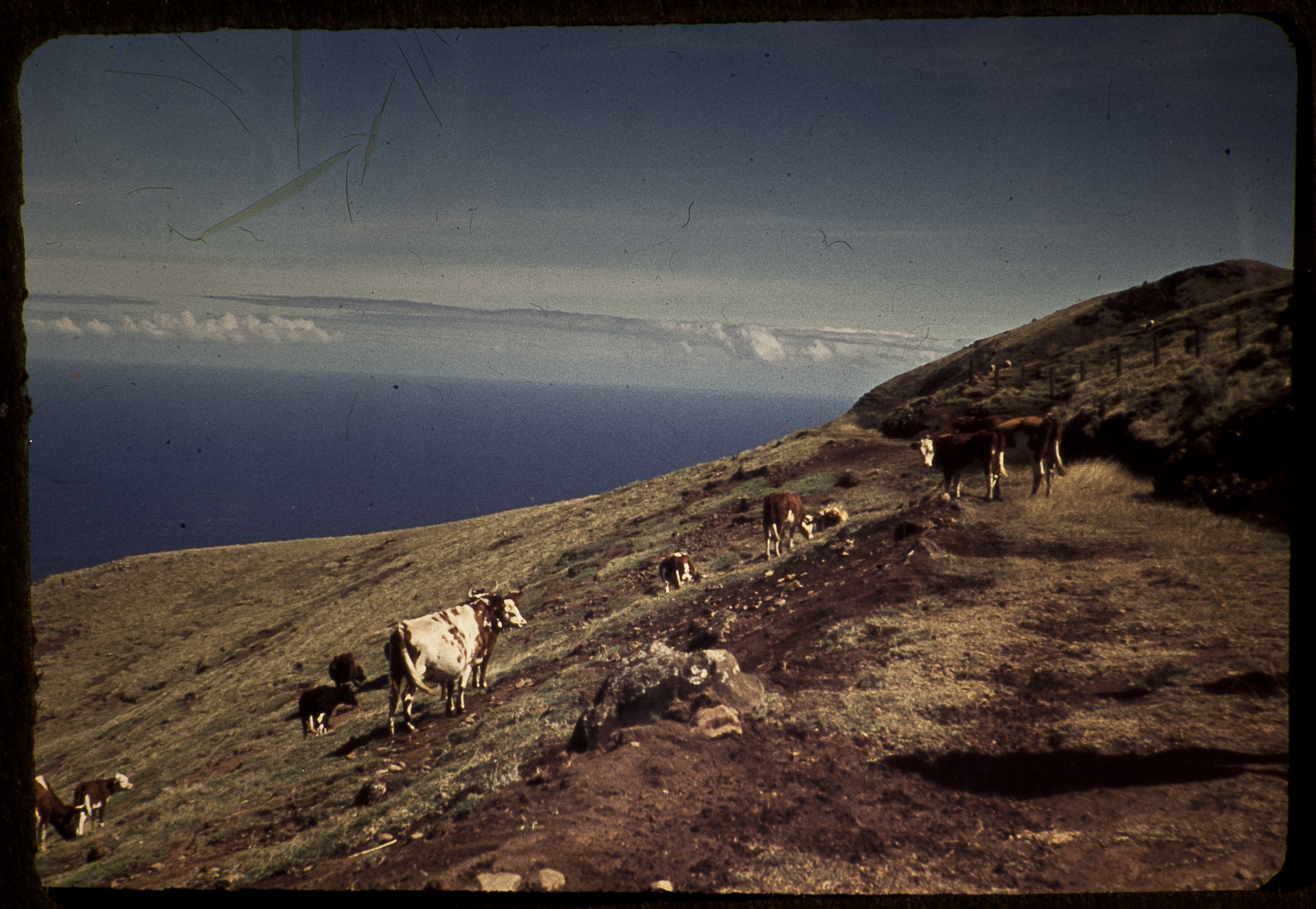 Cows and the sea