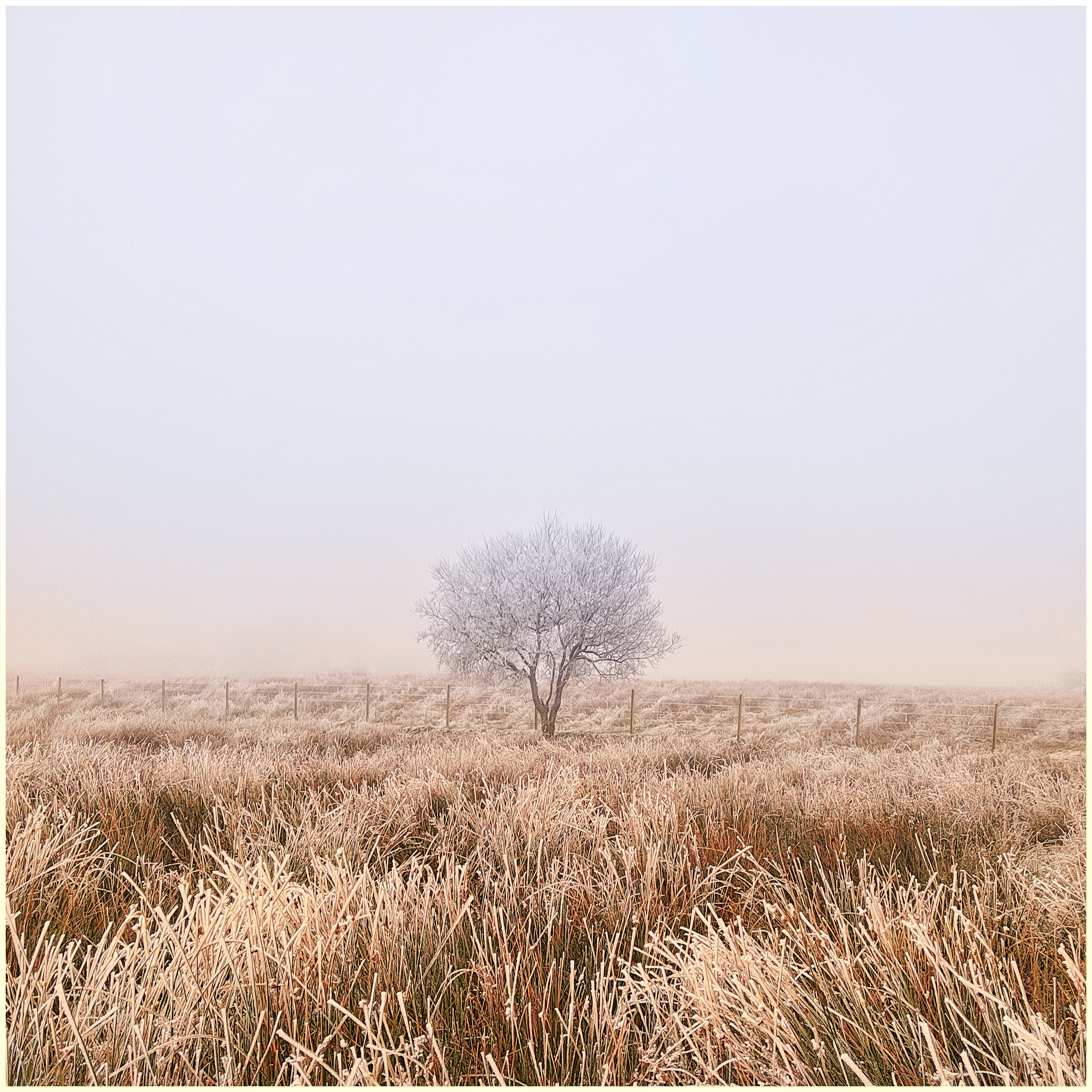 Frosted Solitude