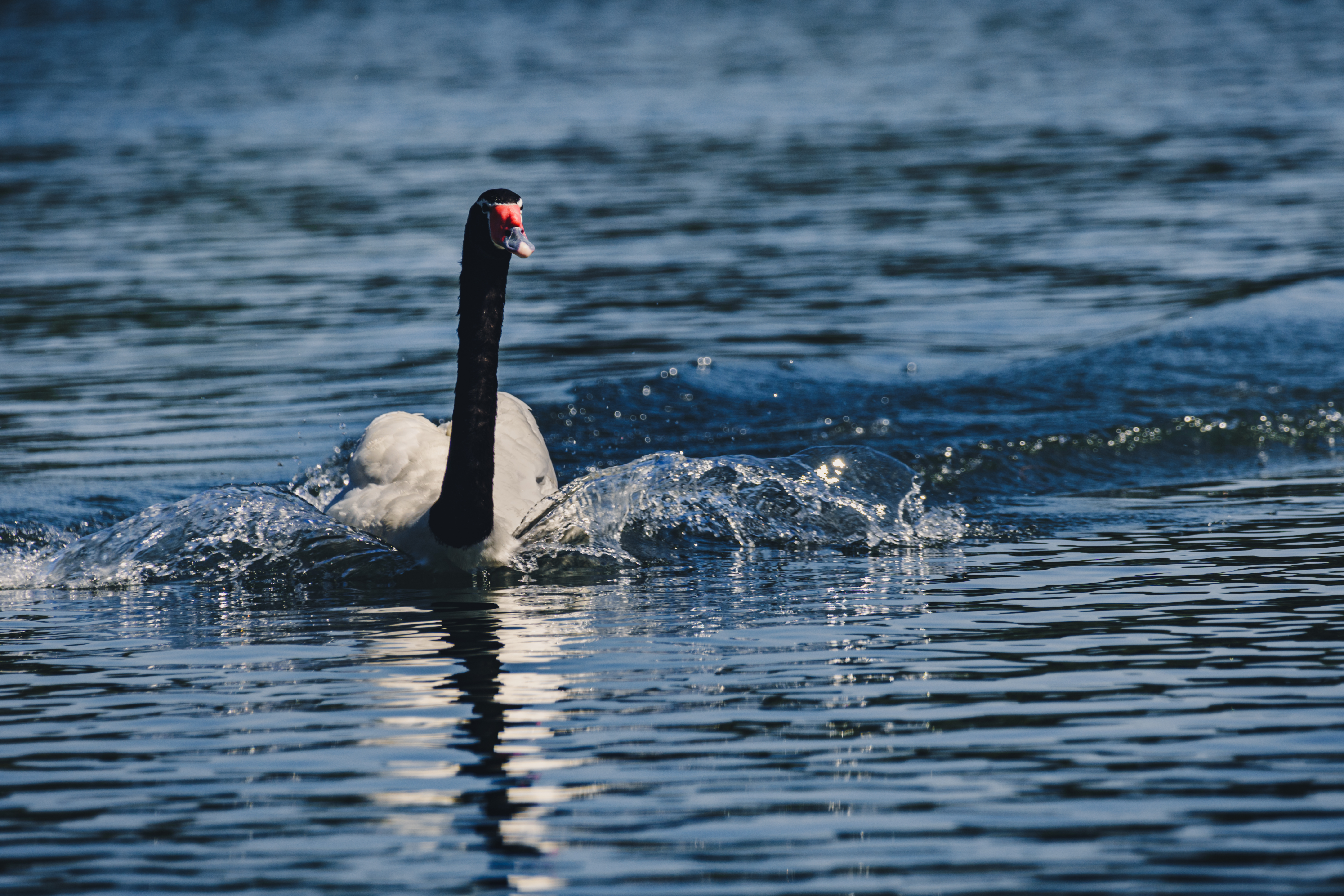 Cisne con cuello negro