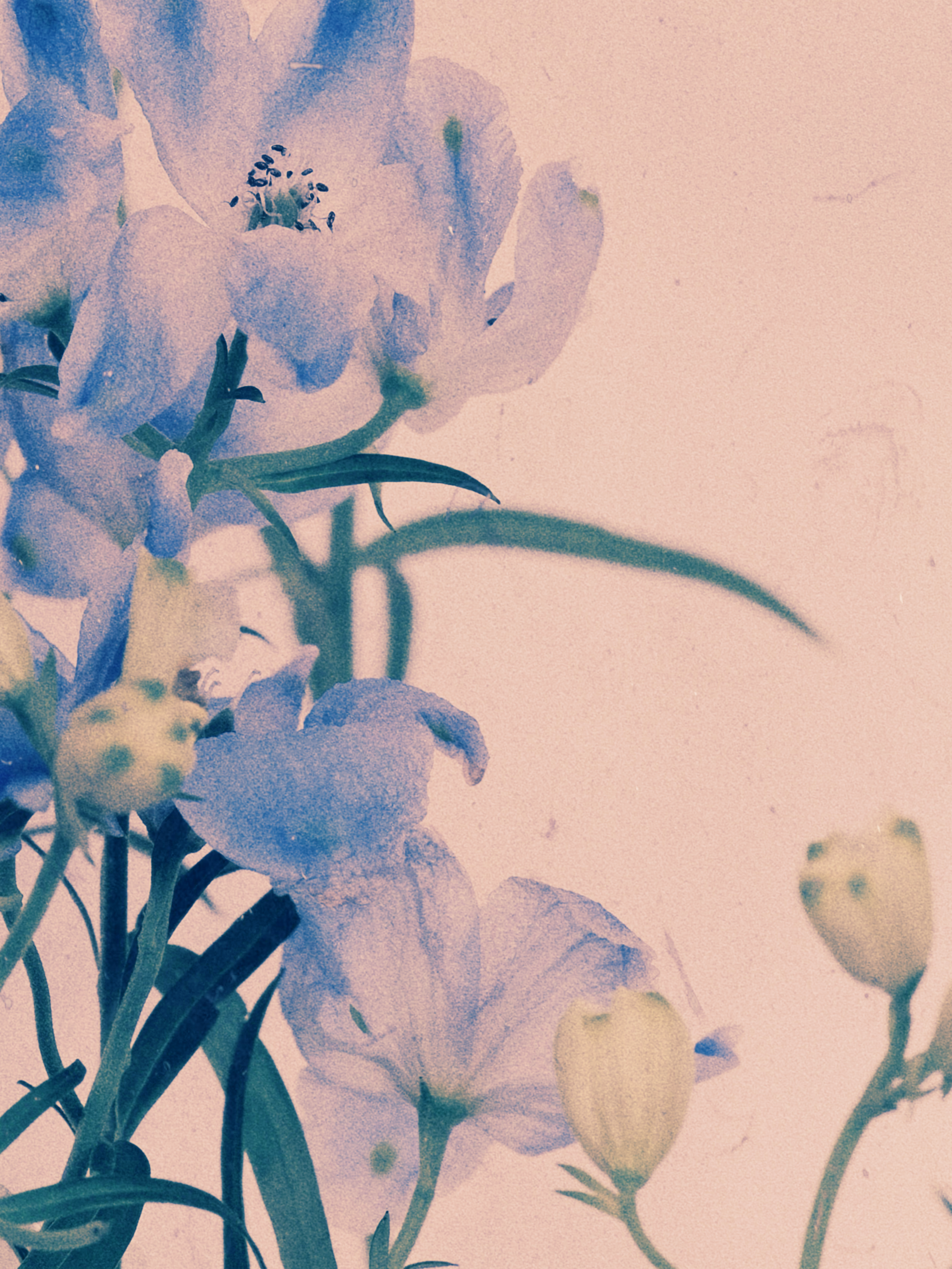 purple delusion