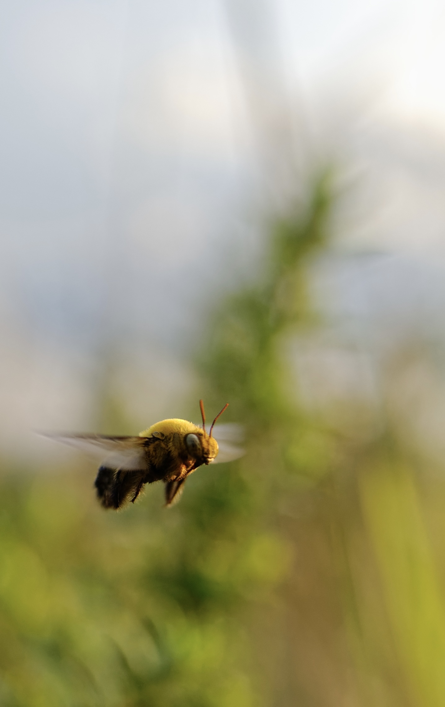 Bee-utiful Blur