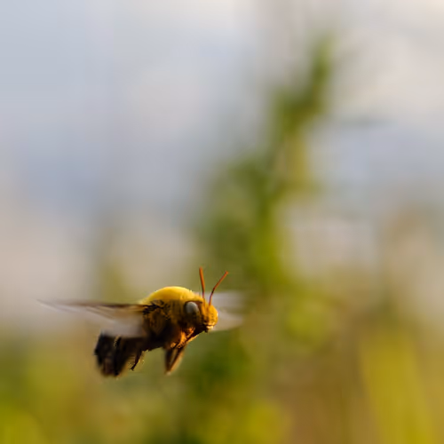 Bee-utiful Blur