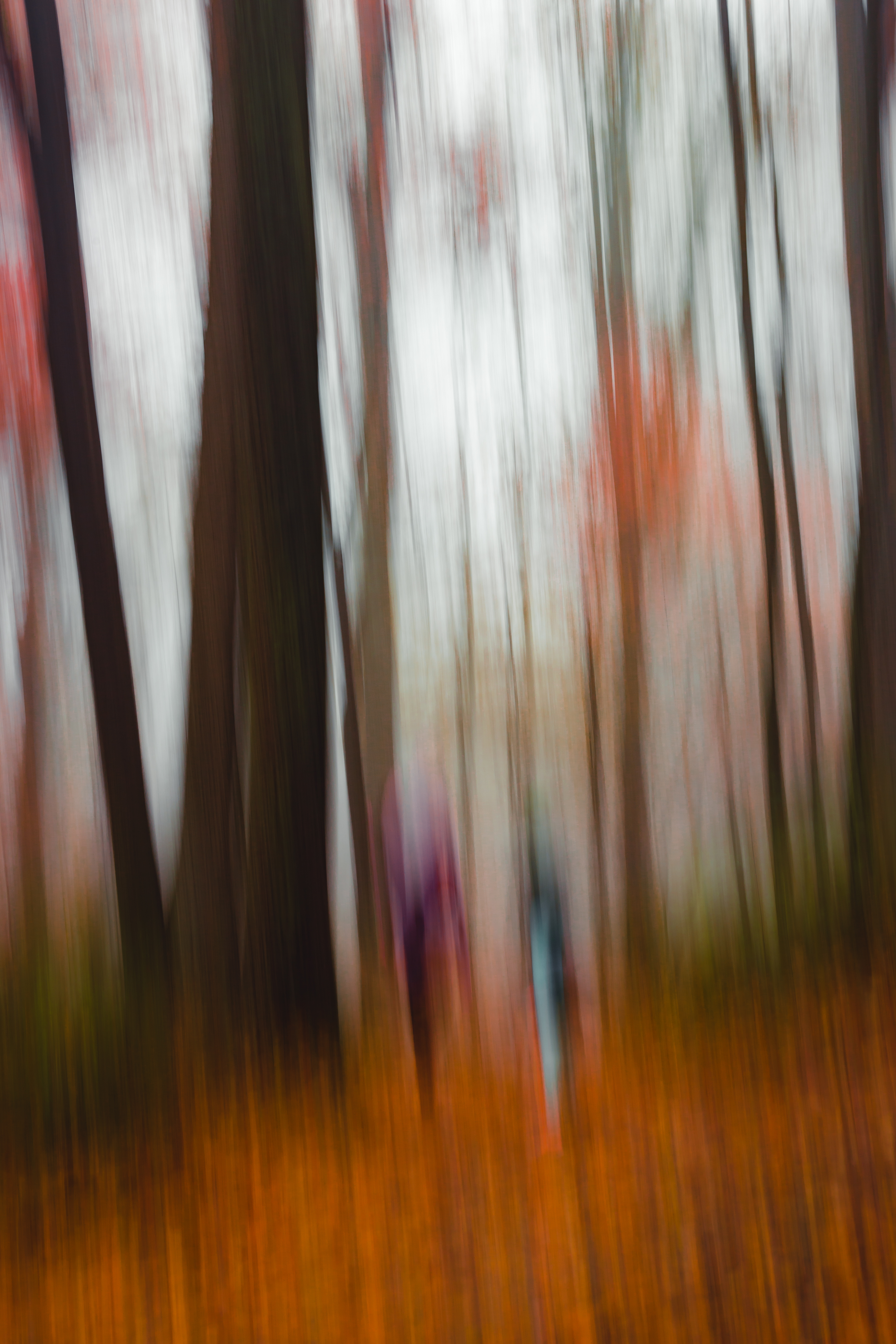 A Walk in the Woods