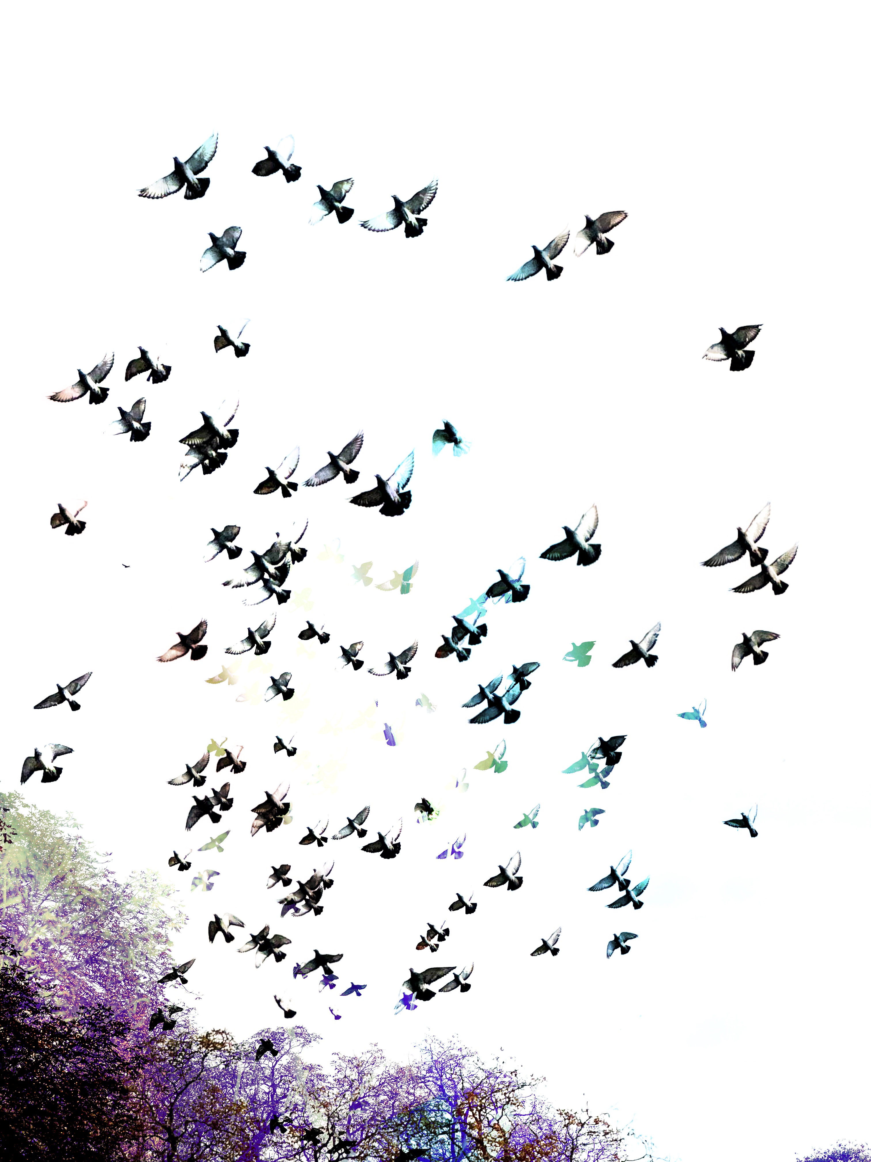 Fly Away Home #19