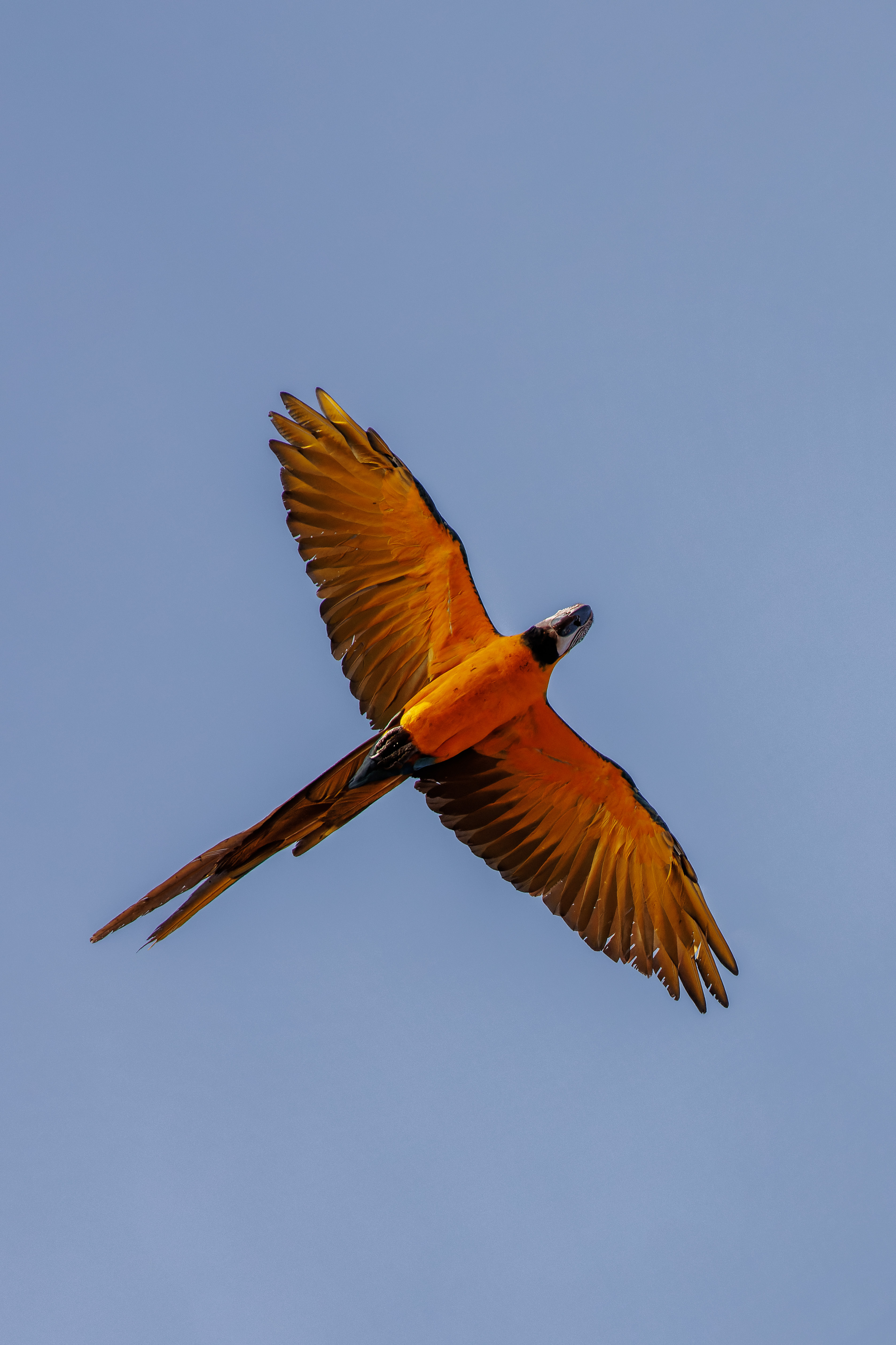 Ara ararauna