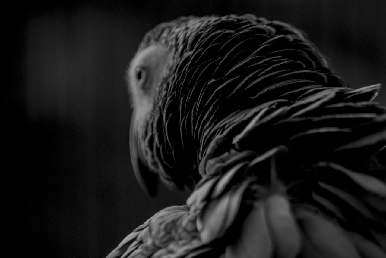 A cold, gray stare
