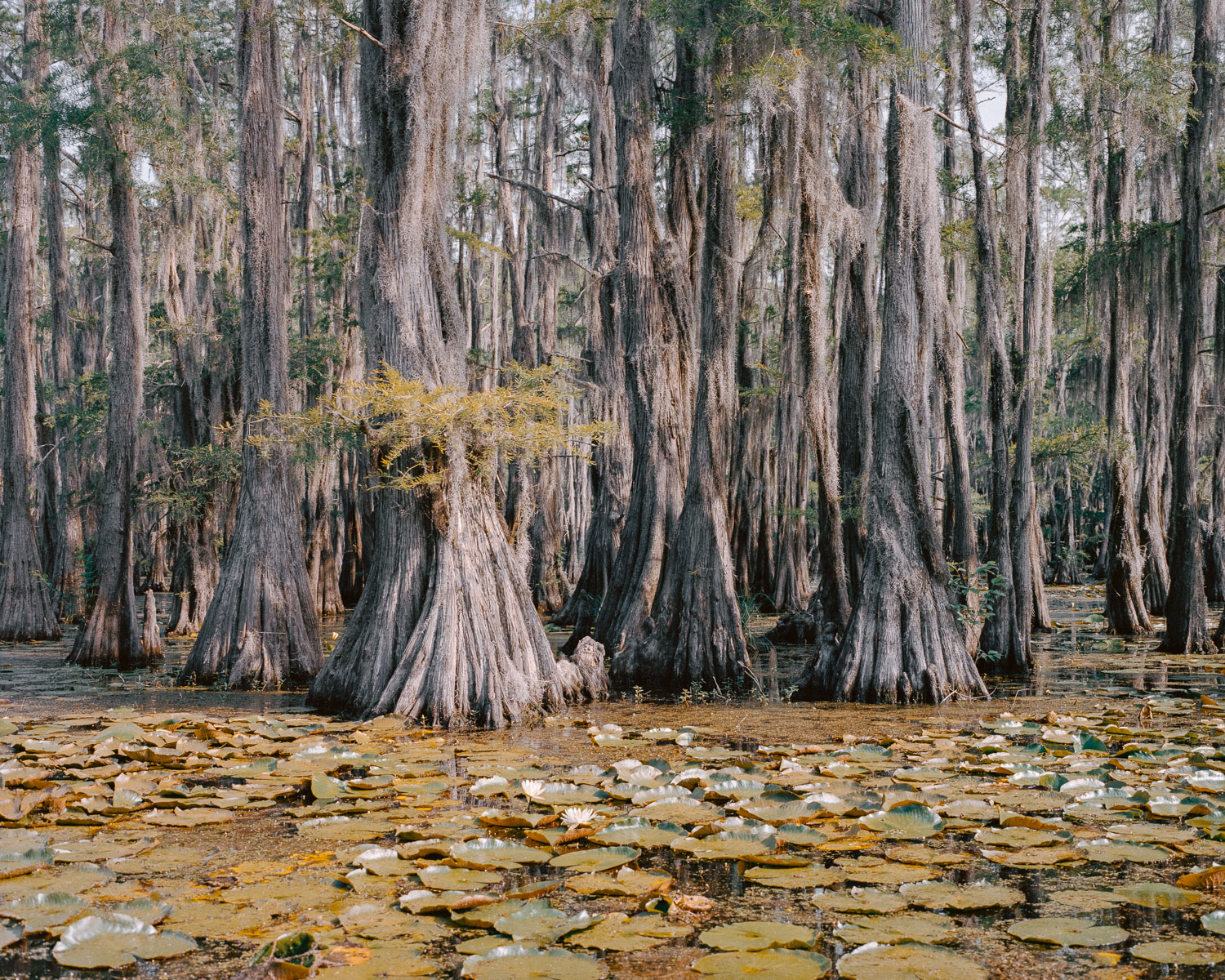 Caddo Lake (2011)