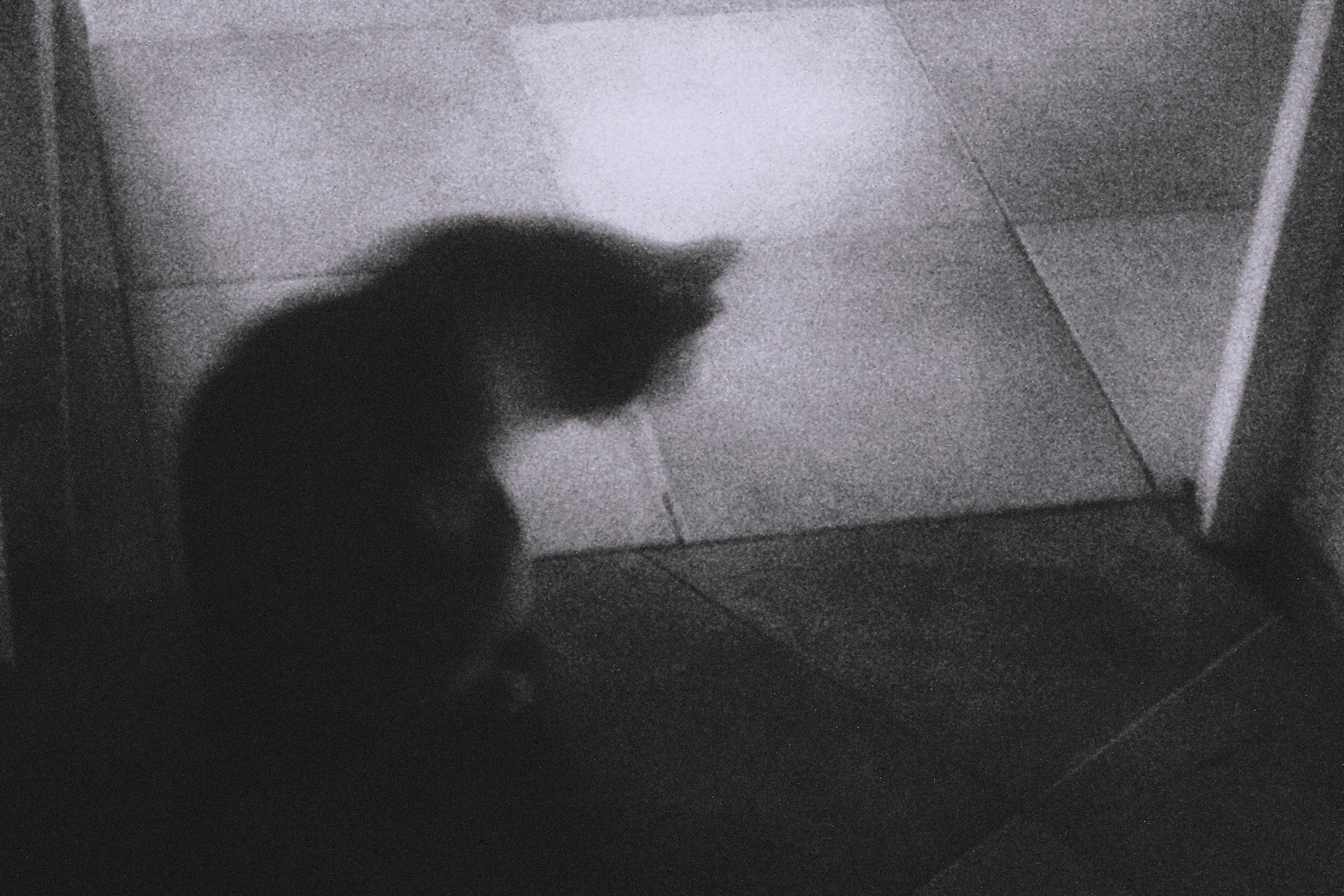 Chiqui