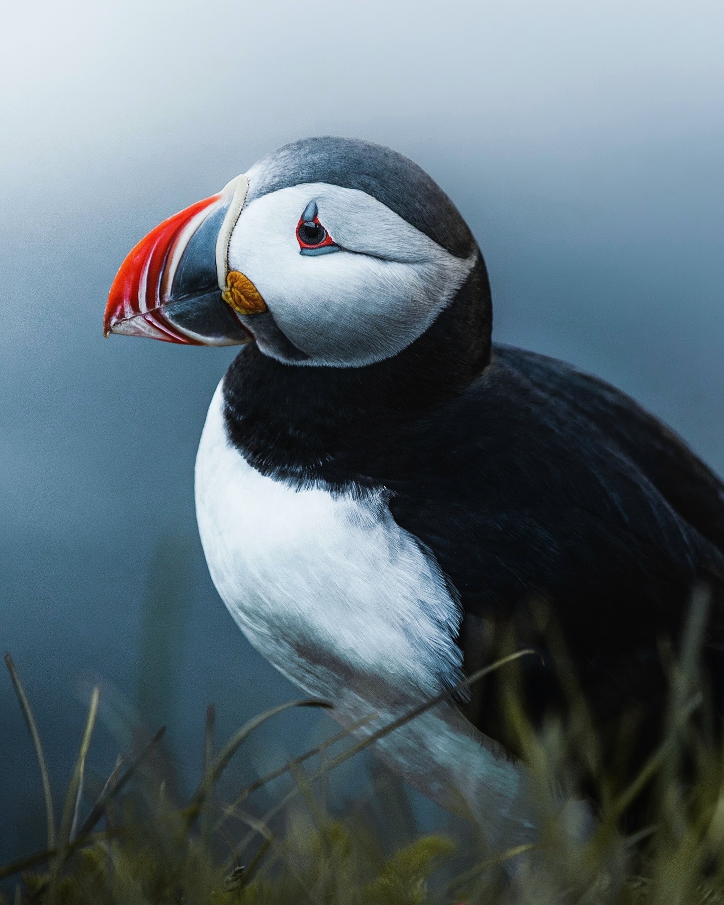 puffin
