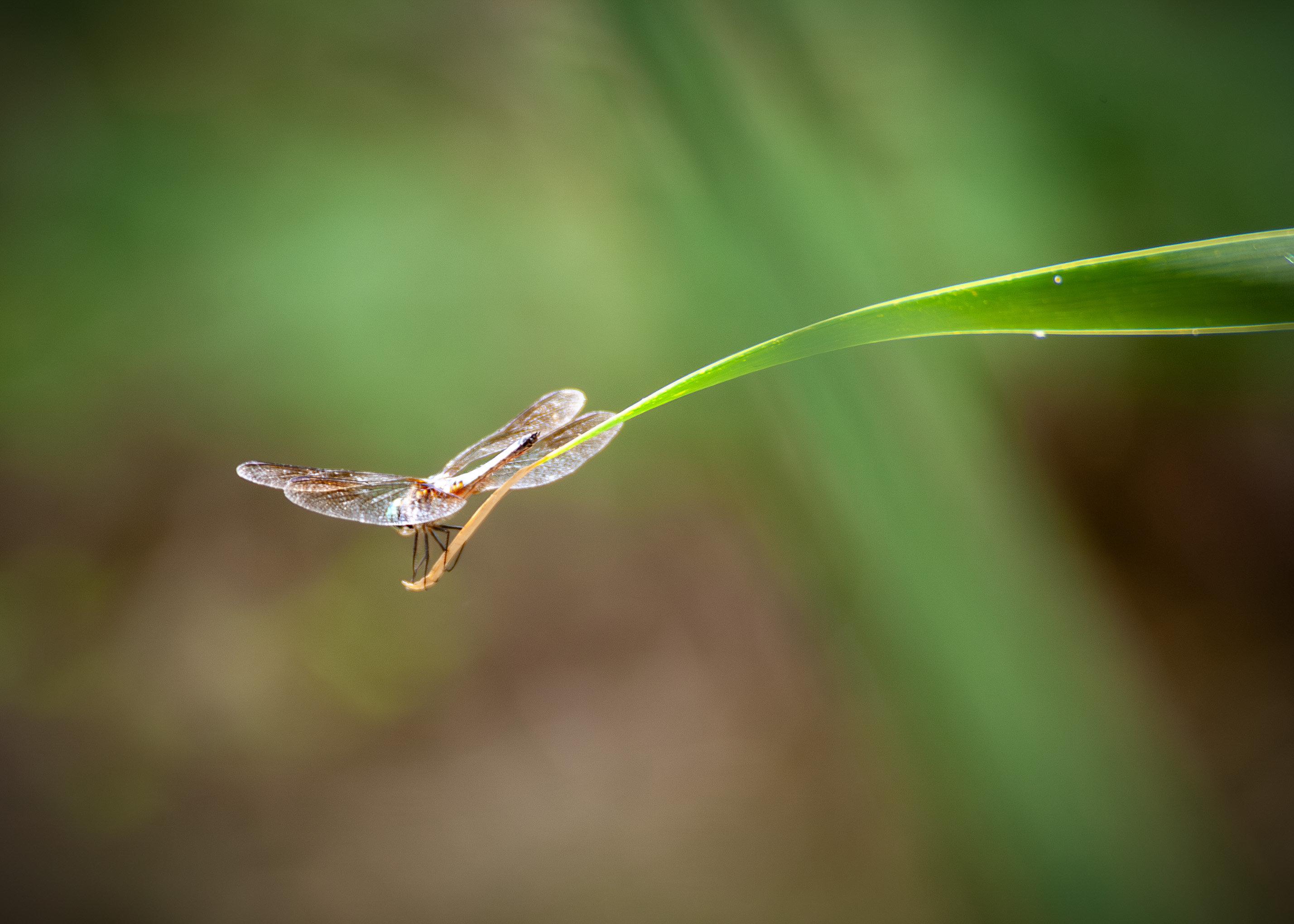 Gossamer Wings