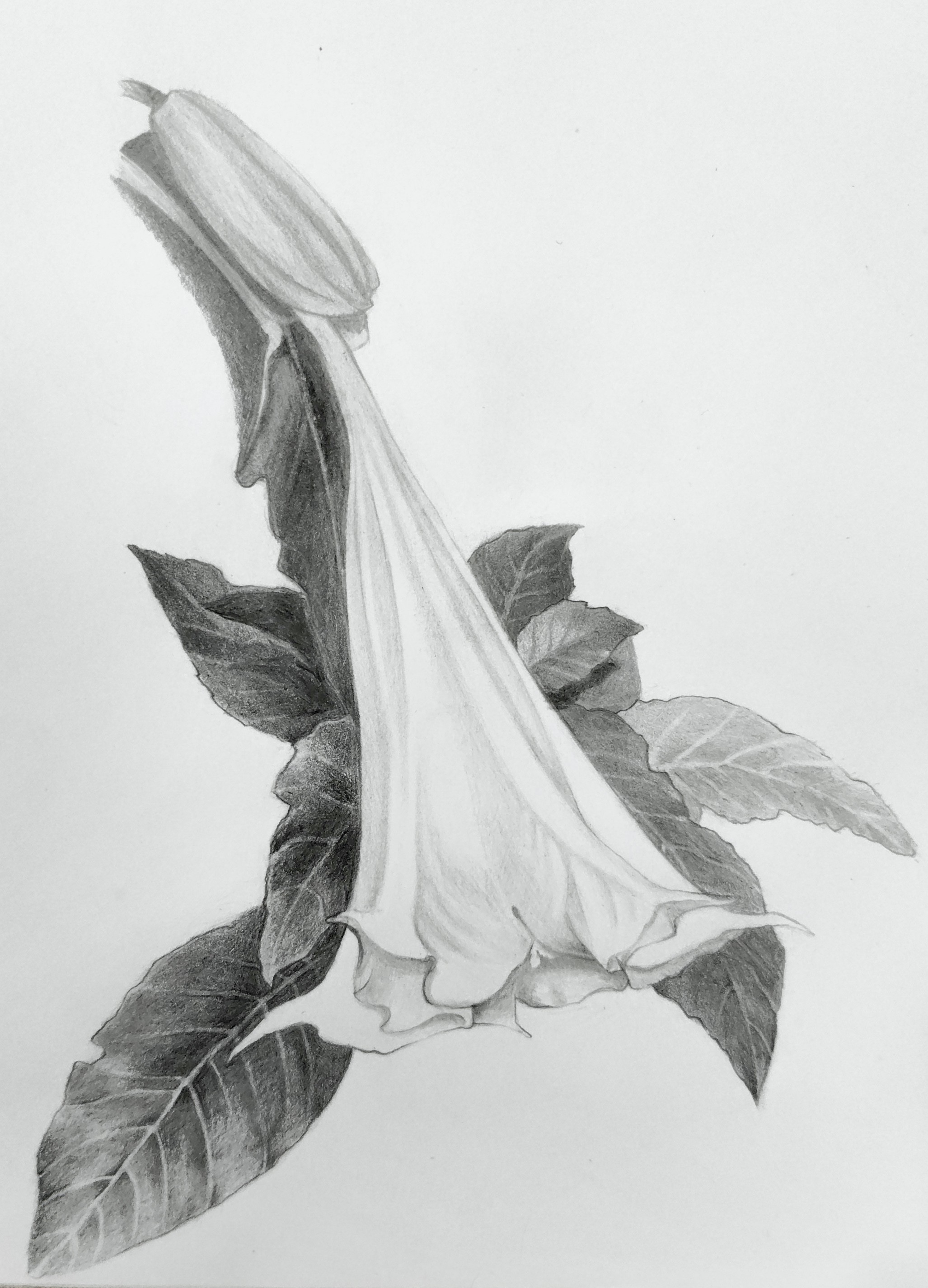 Floripondio