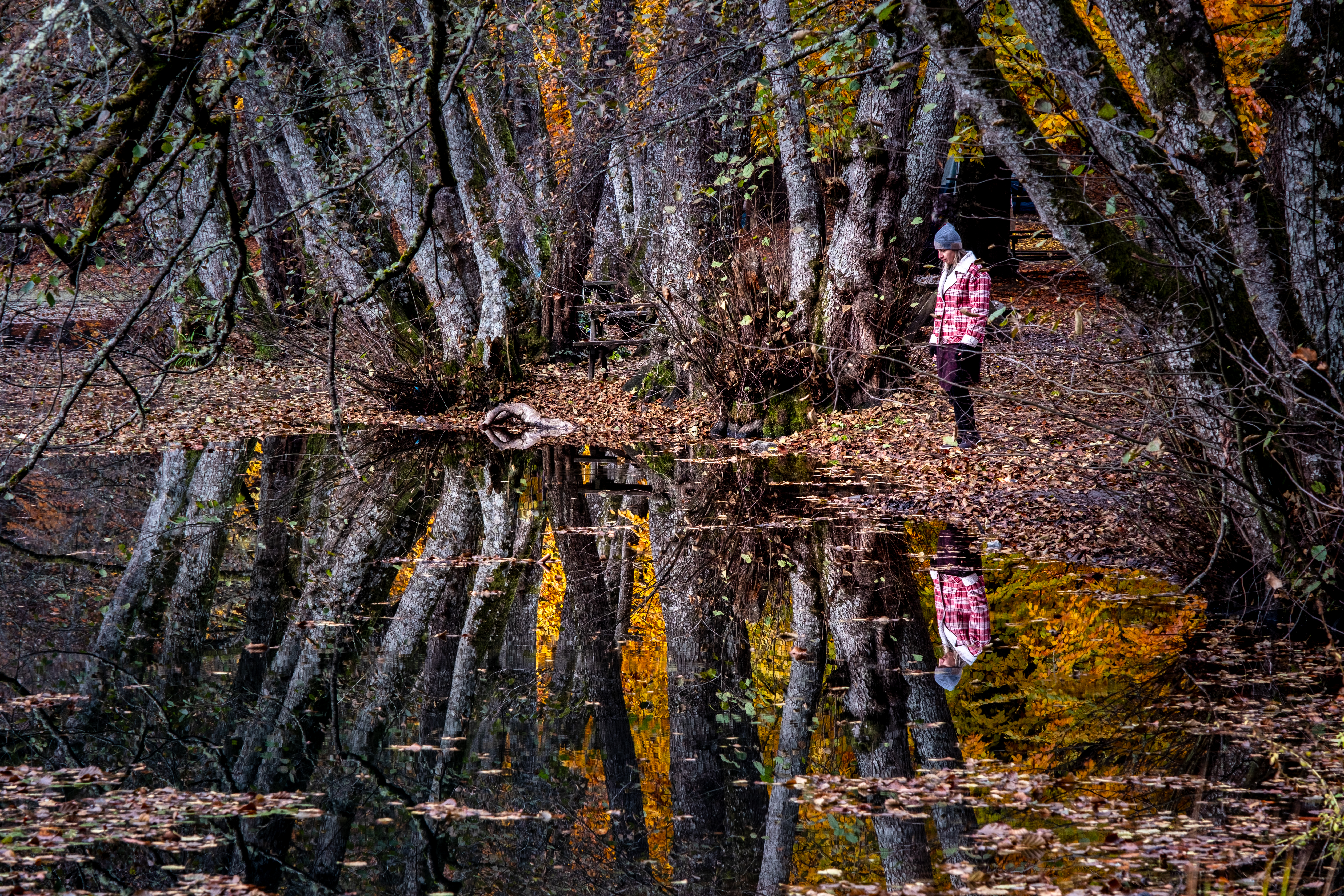 Autumn Color #53