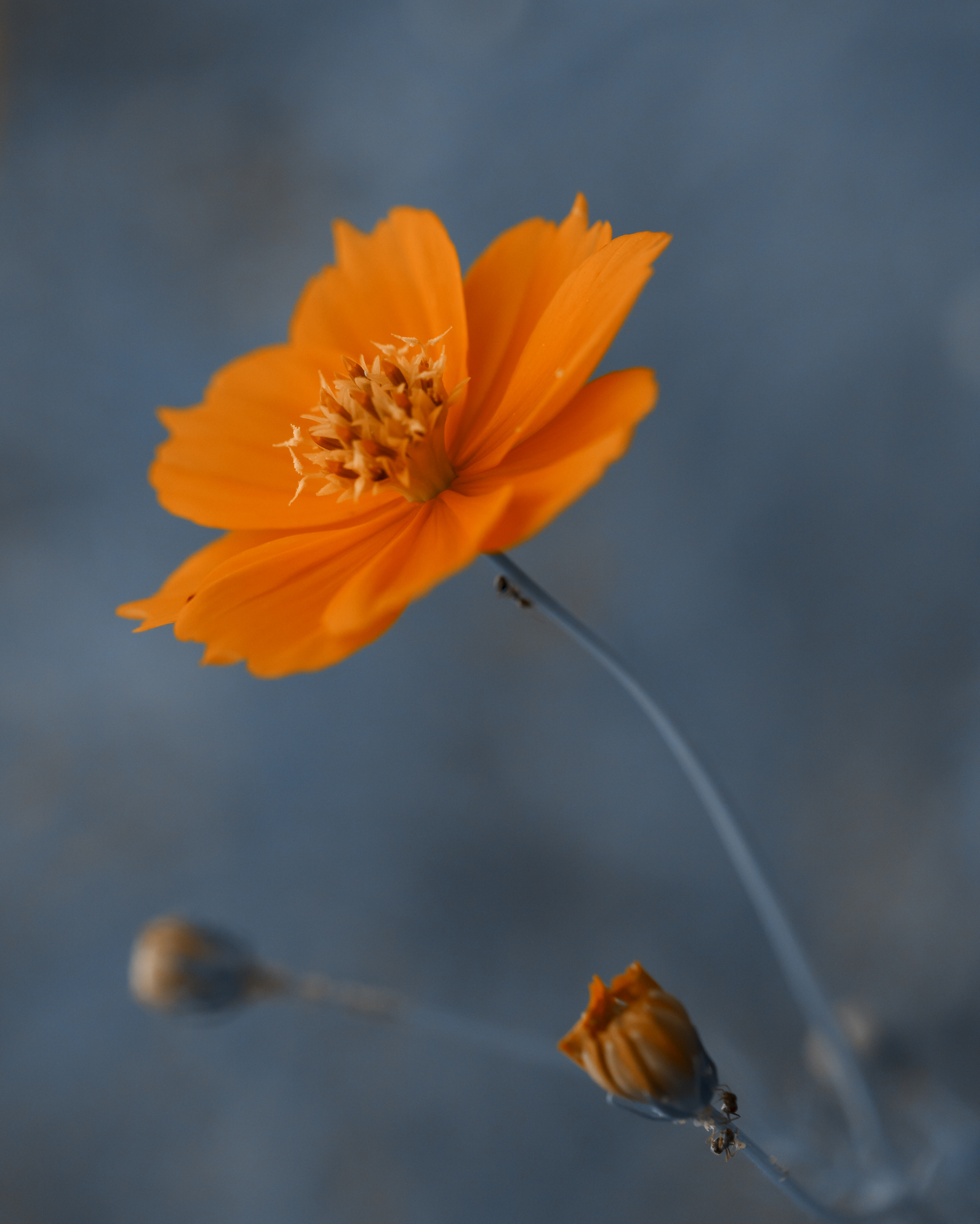 Flora 11