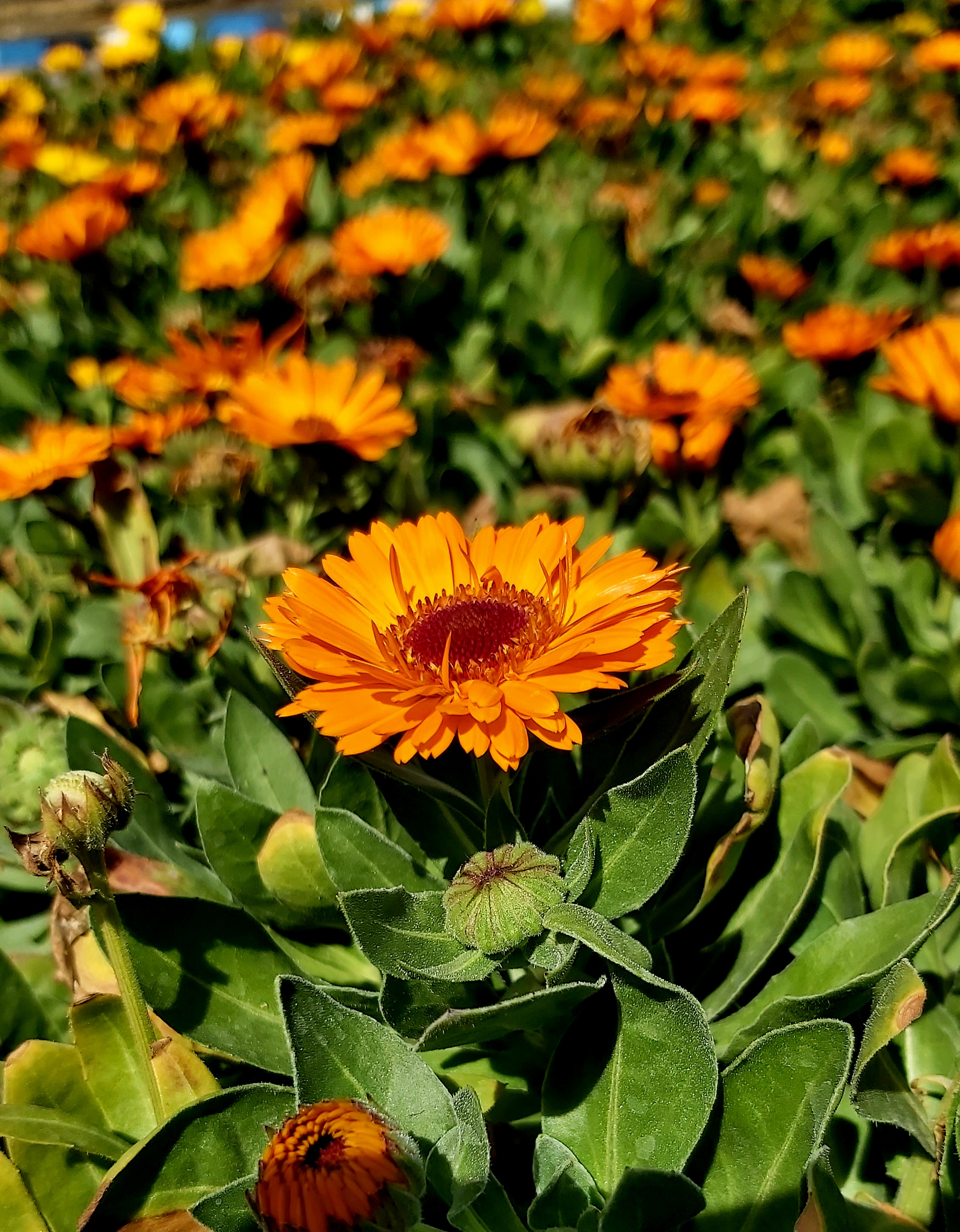 Orange #23