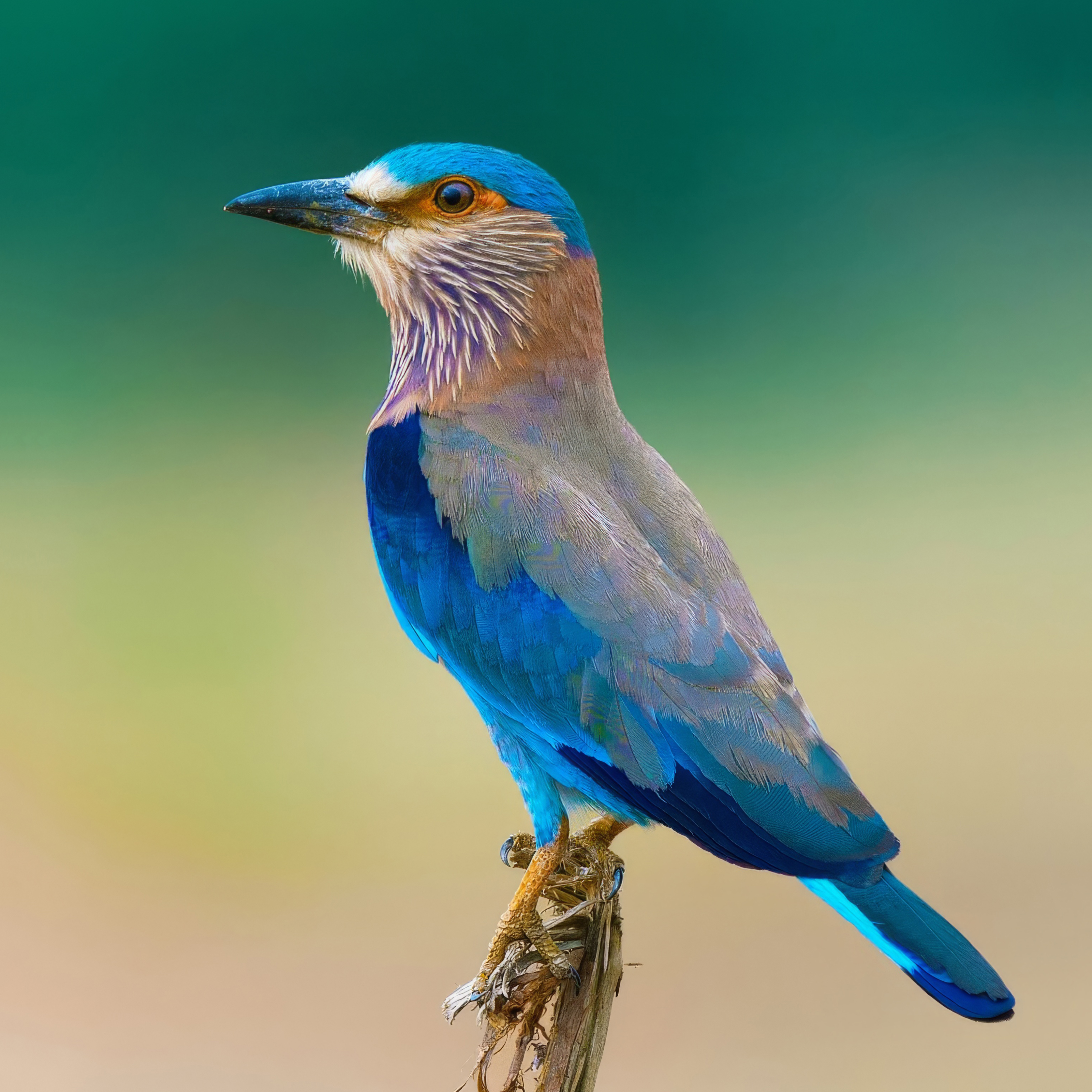 Indian Roller