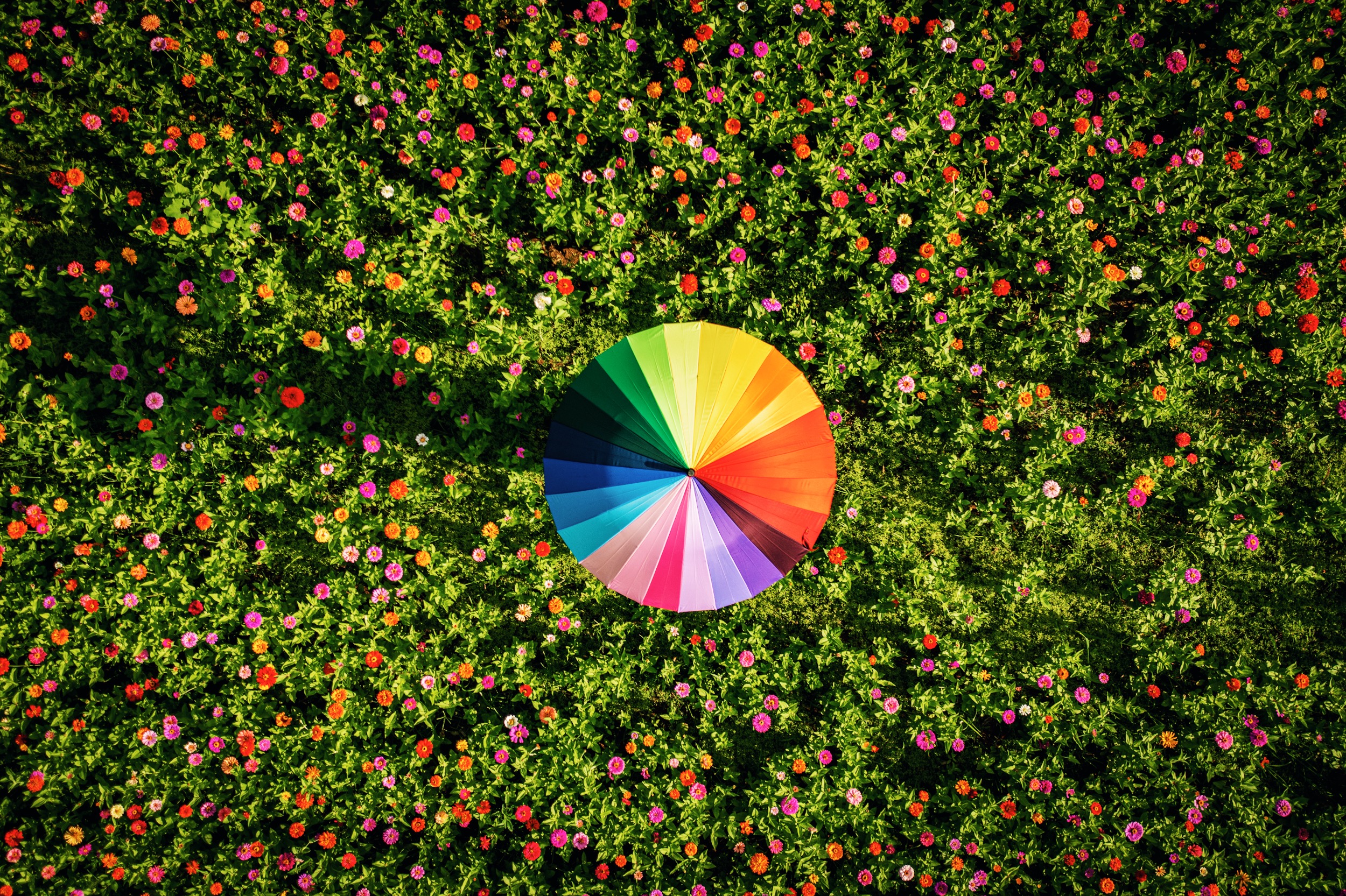 Zinnias 010 #6