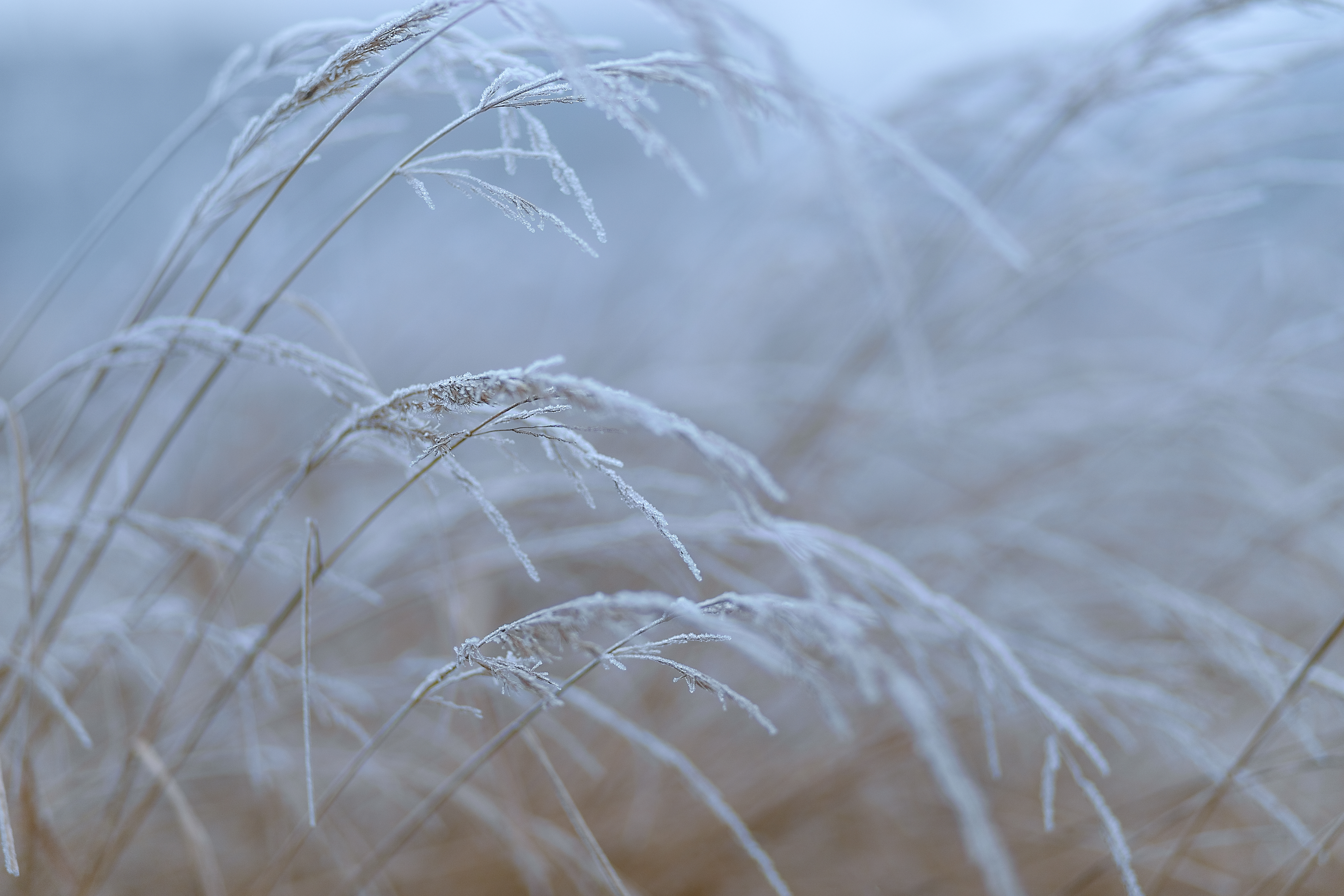 First frost #65