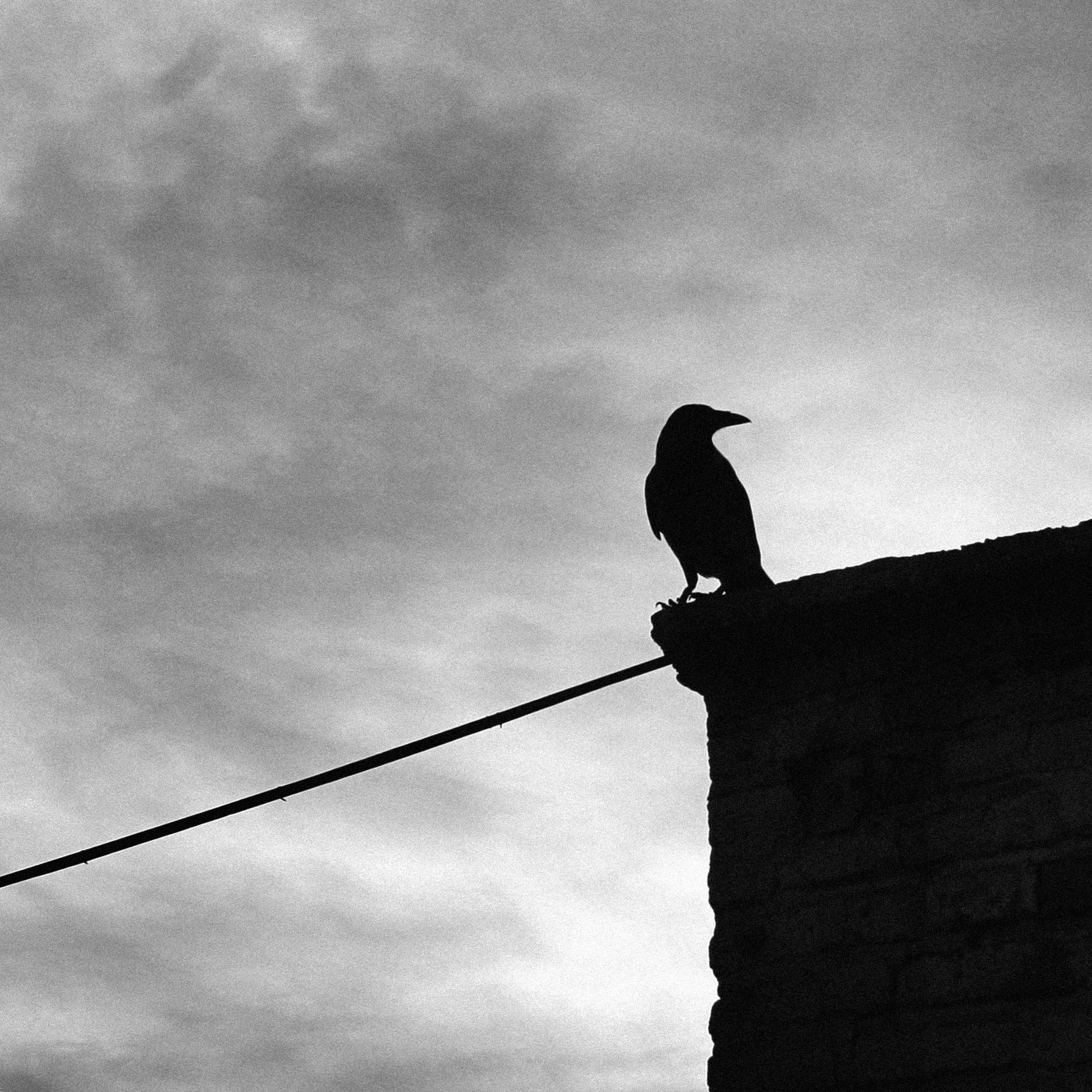 Black and ragged