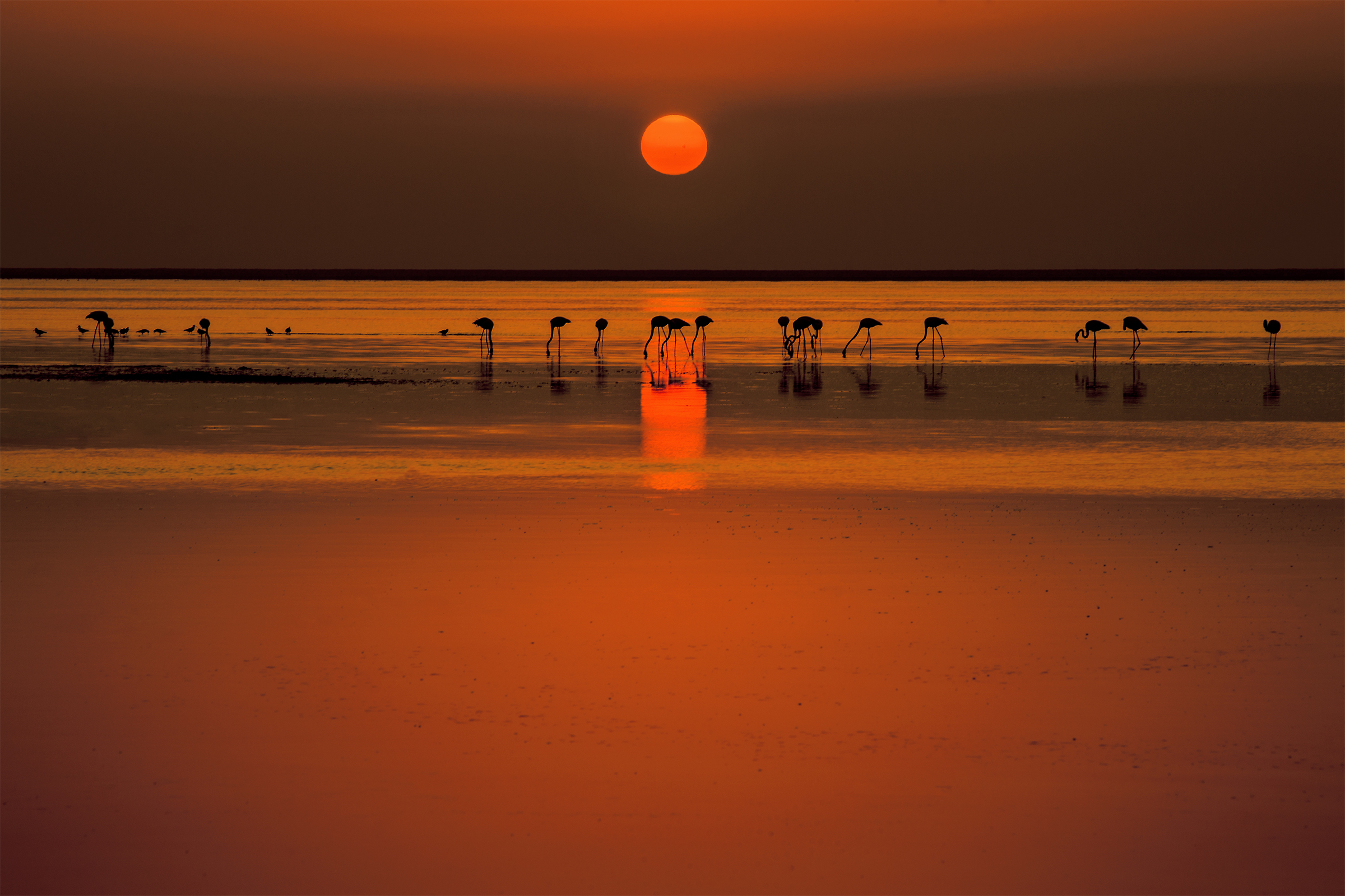 Flamingo