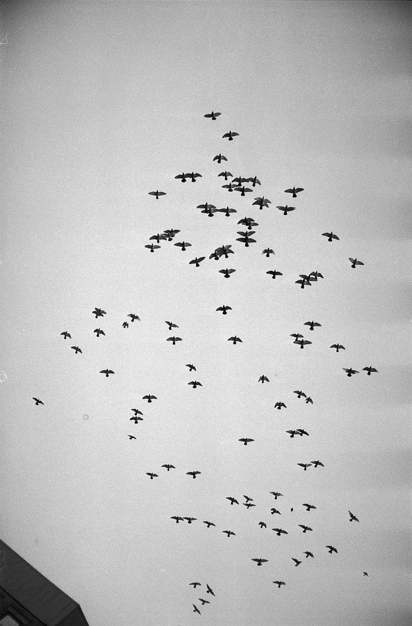 Flocking