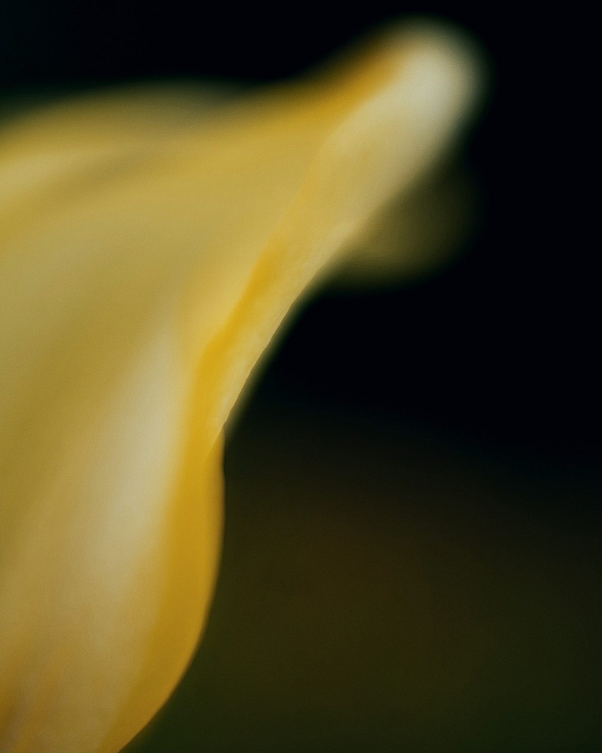 O_Gant Photo Art:  Flower Power