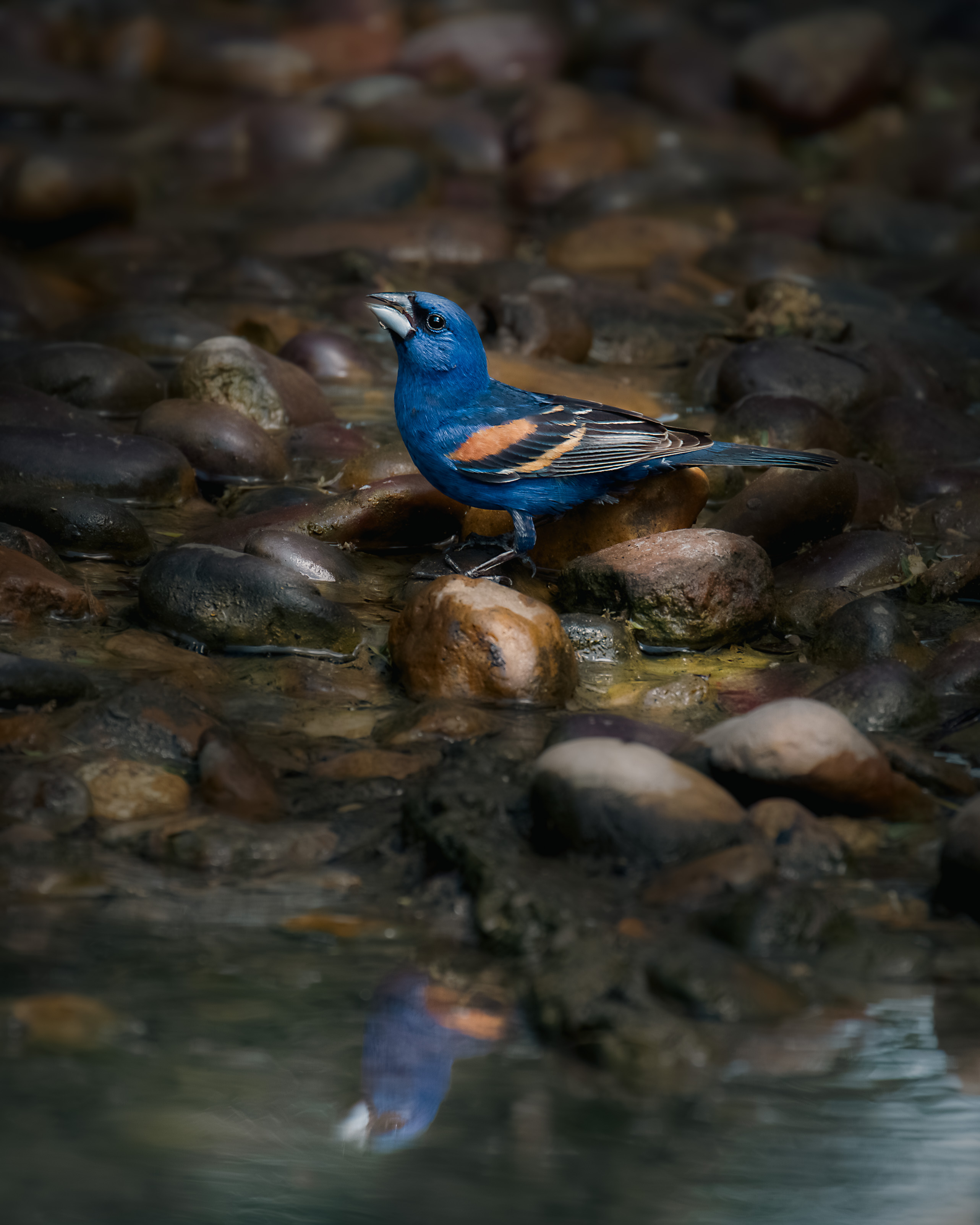 Blue Reflections