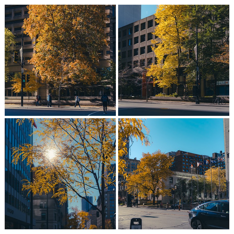 Montreal Autumn