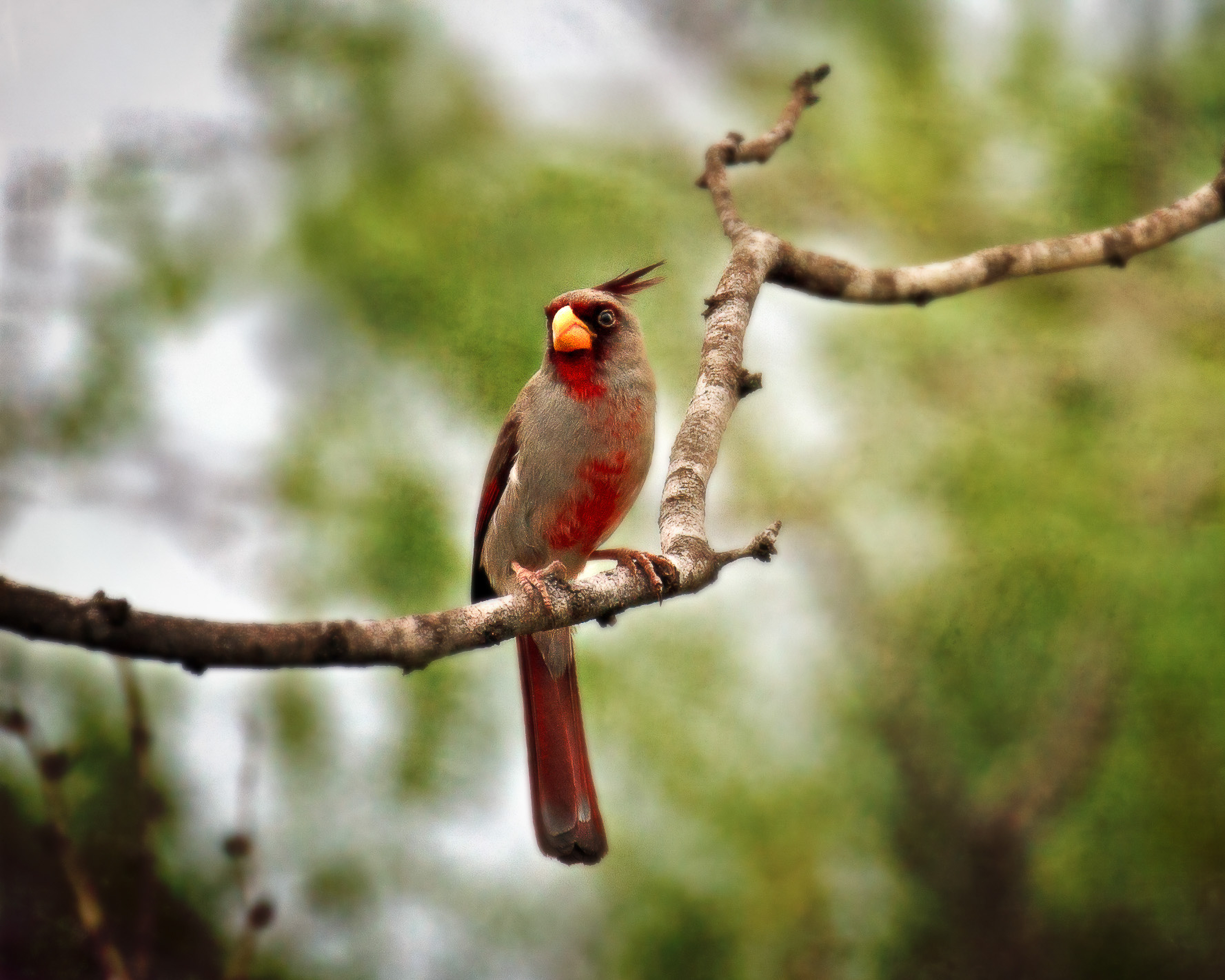 Desert Cardinal Portrait