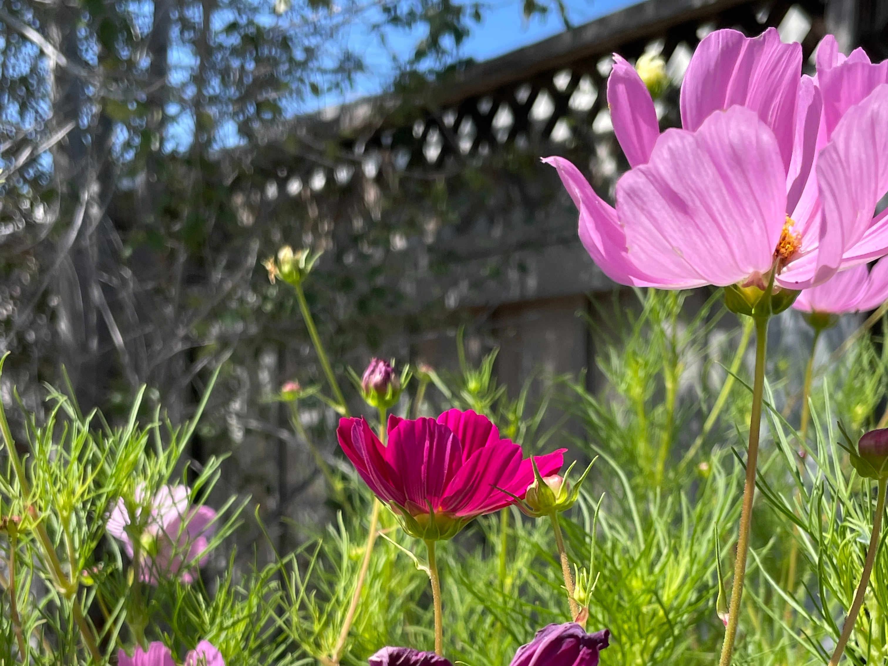 Cosmos at Home