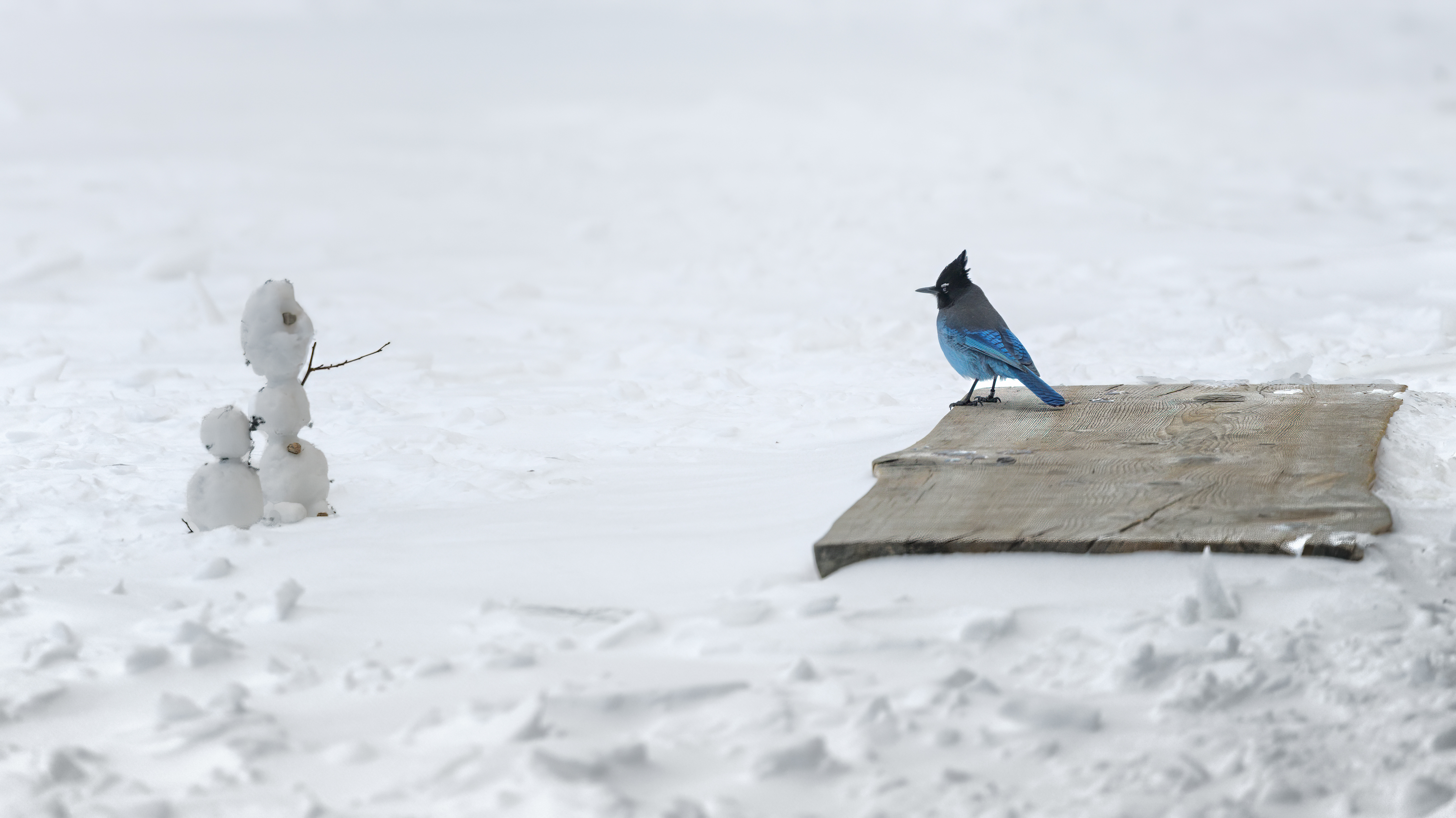 The Standoff