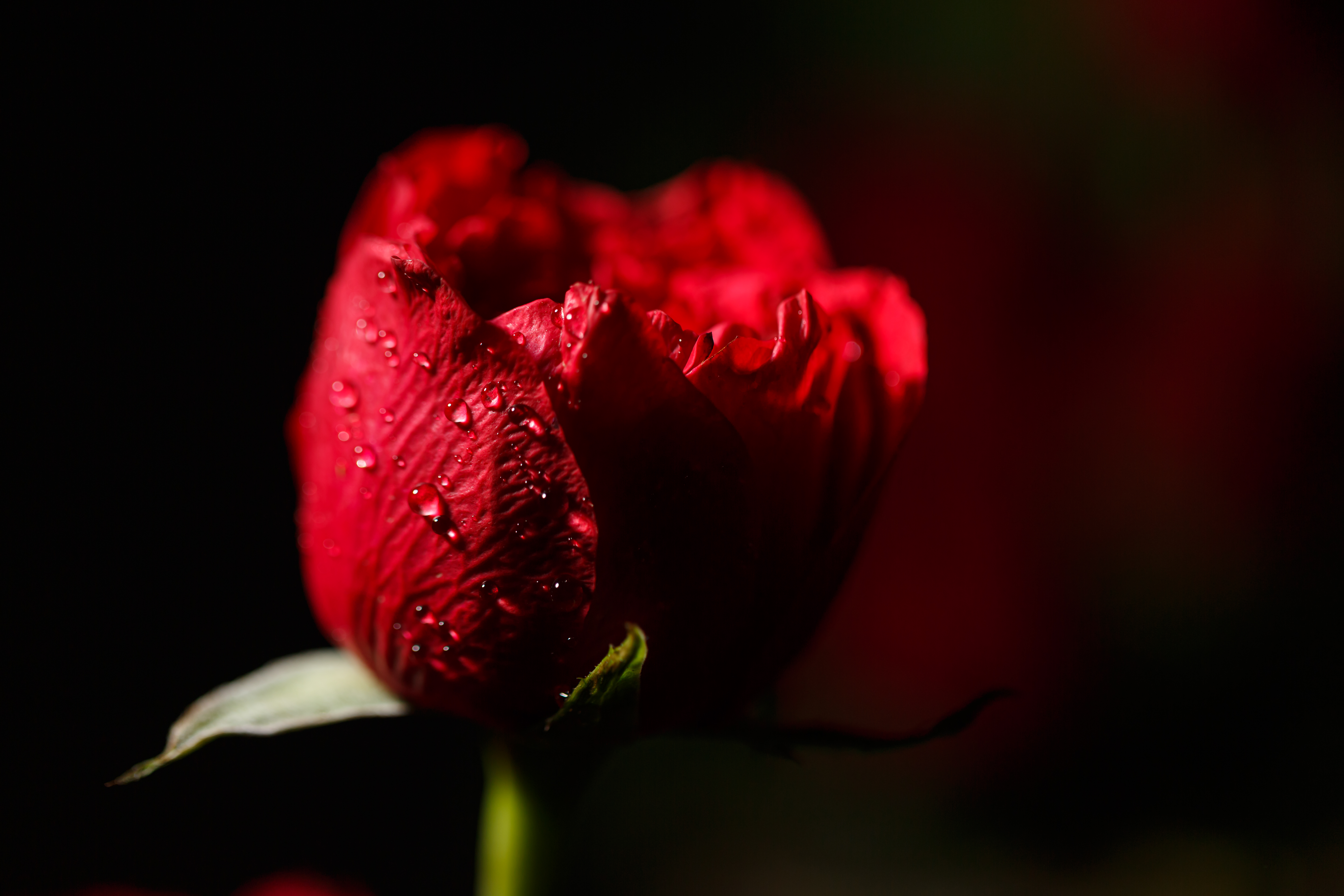 Flora 23