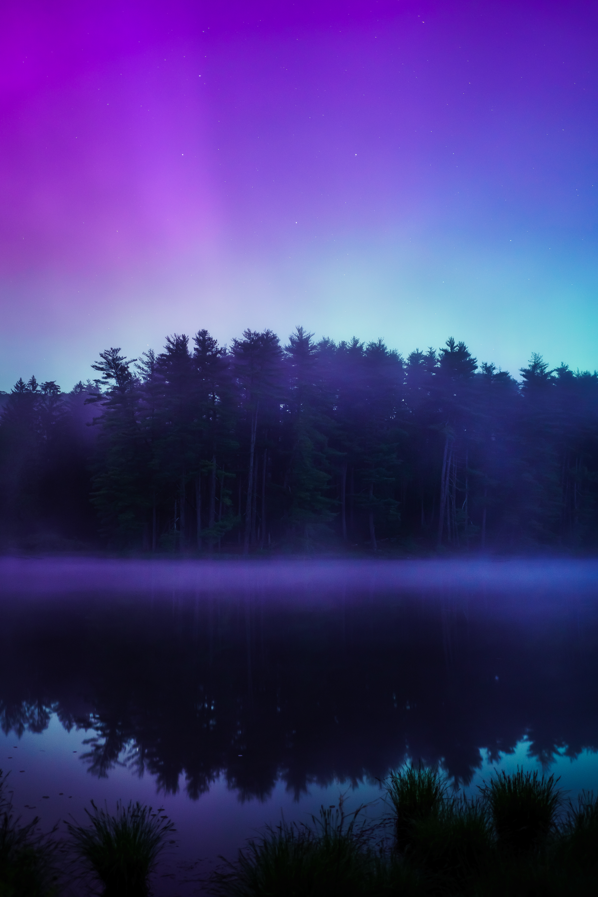 Purple Paradise