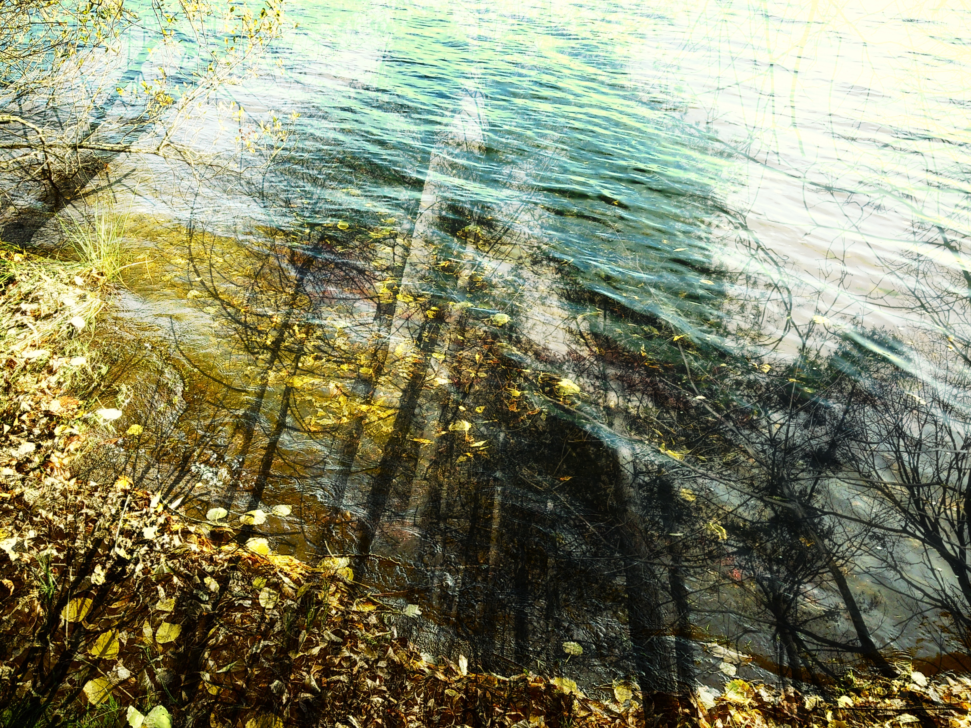 The Water Trees