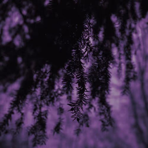 Details of the forest