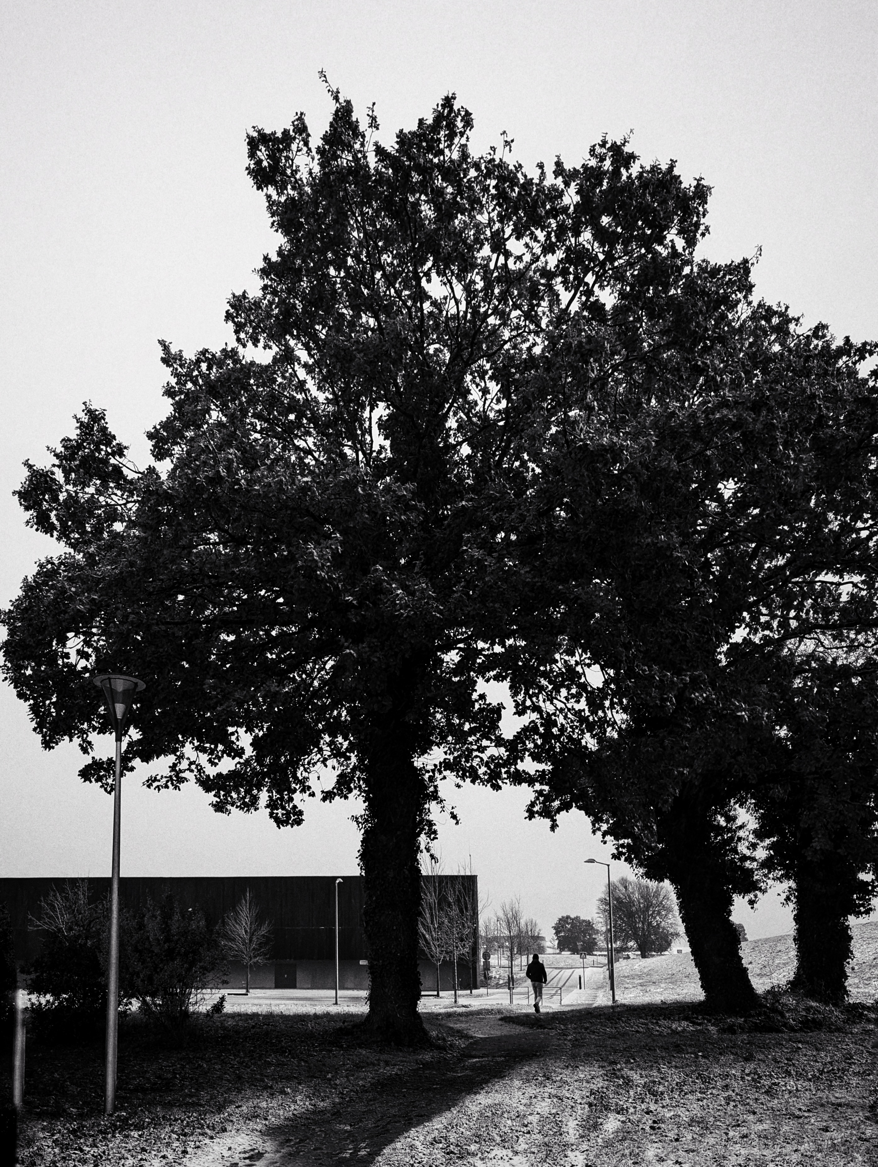First Snow #12