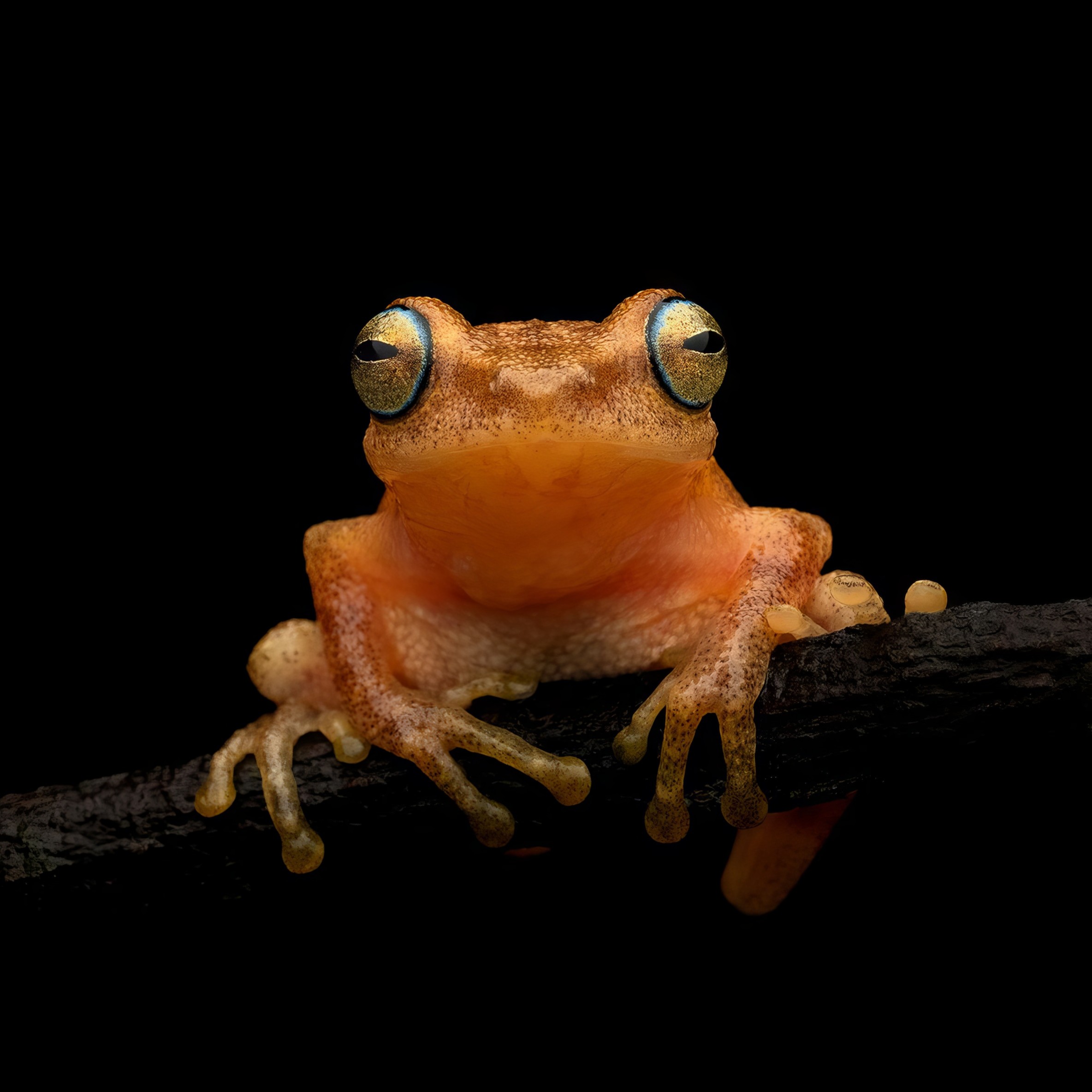 Coorg Yellow Bush Frog