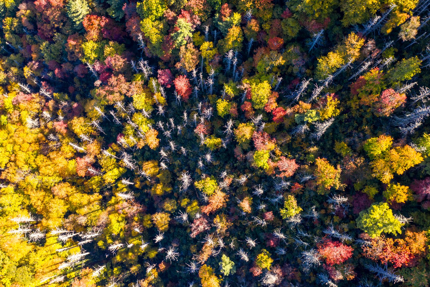 treetops