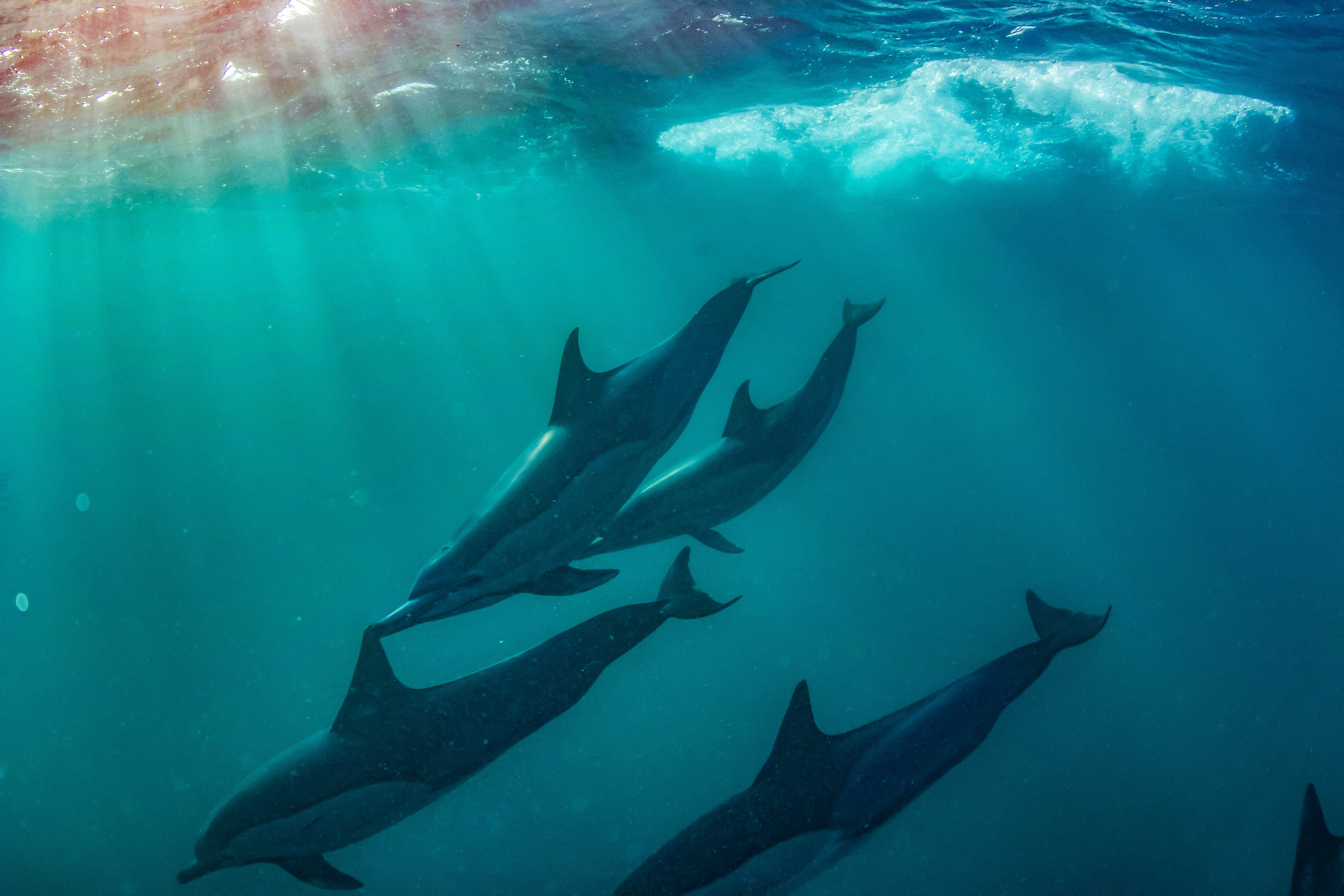 Dolphins making a splash!