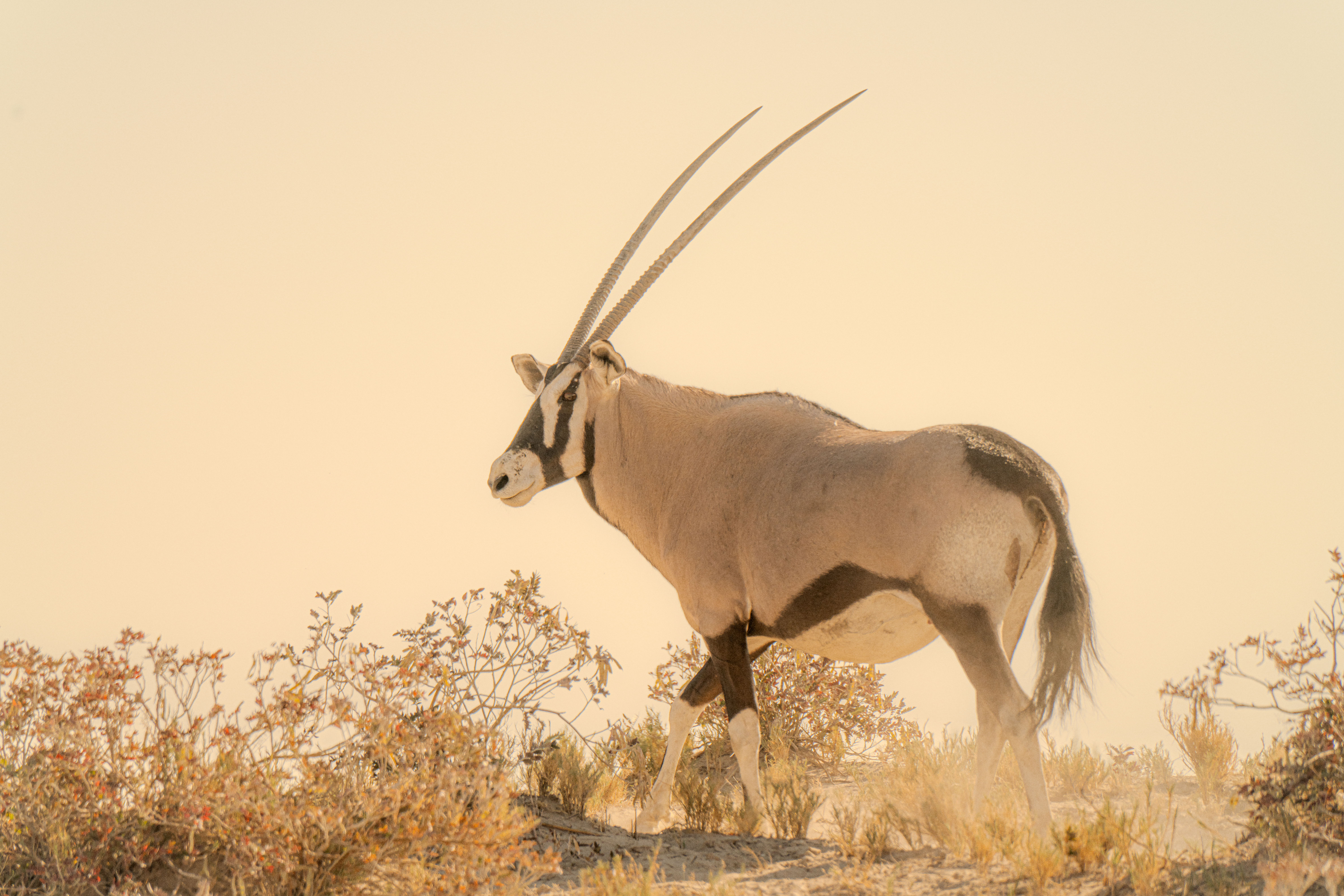 the oryx