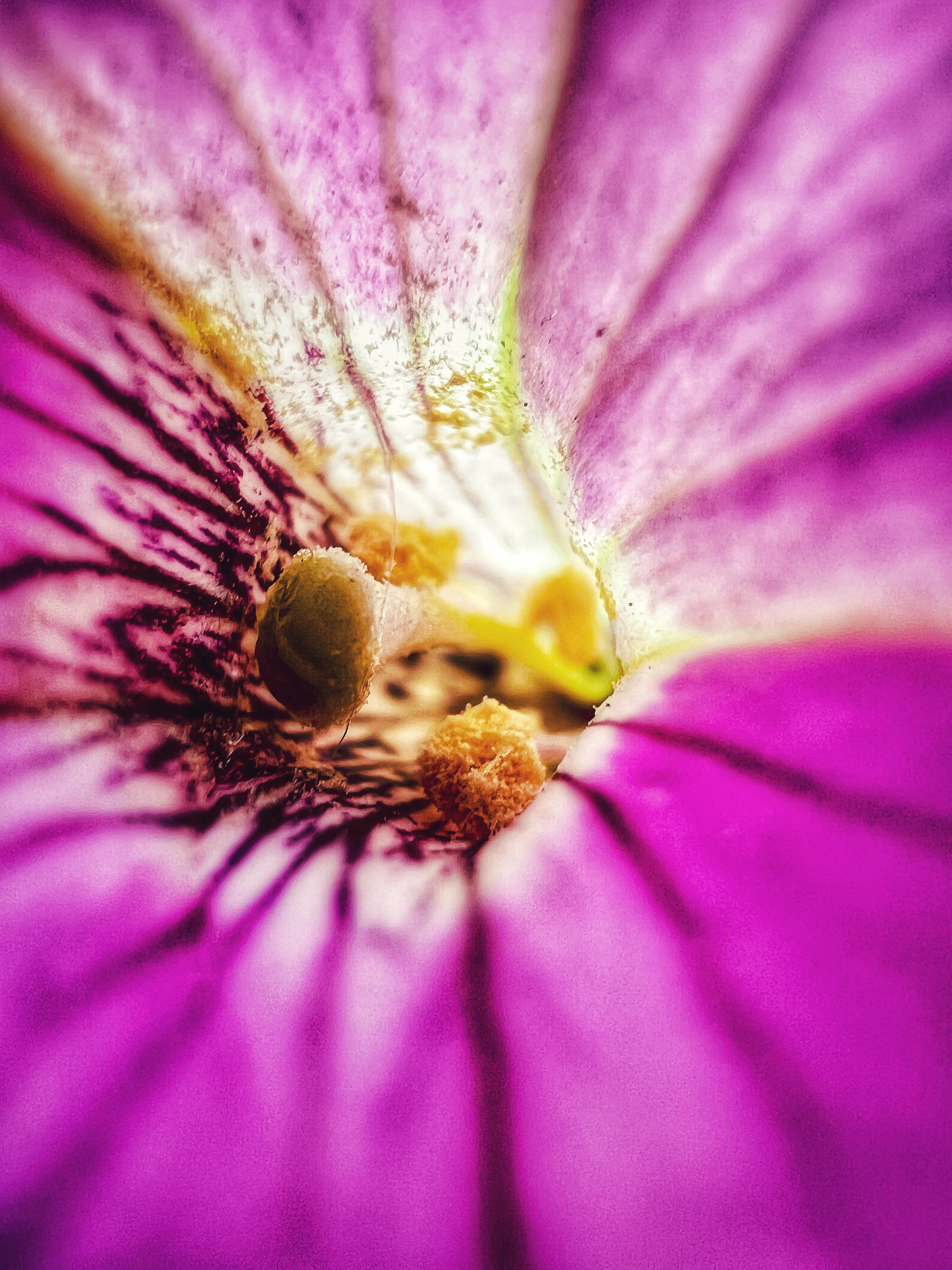 Radiant Bloom