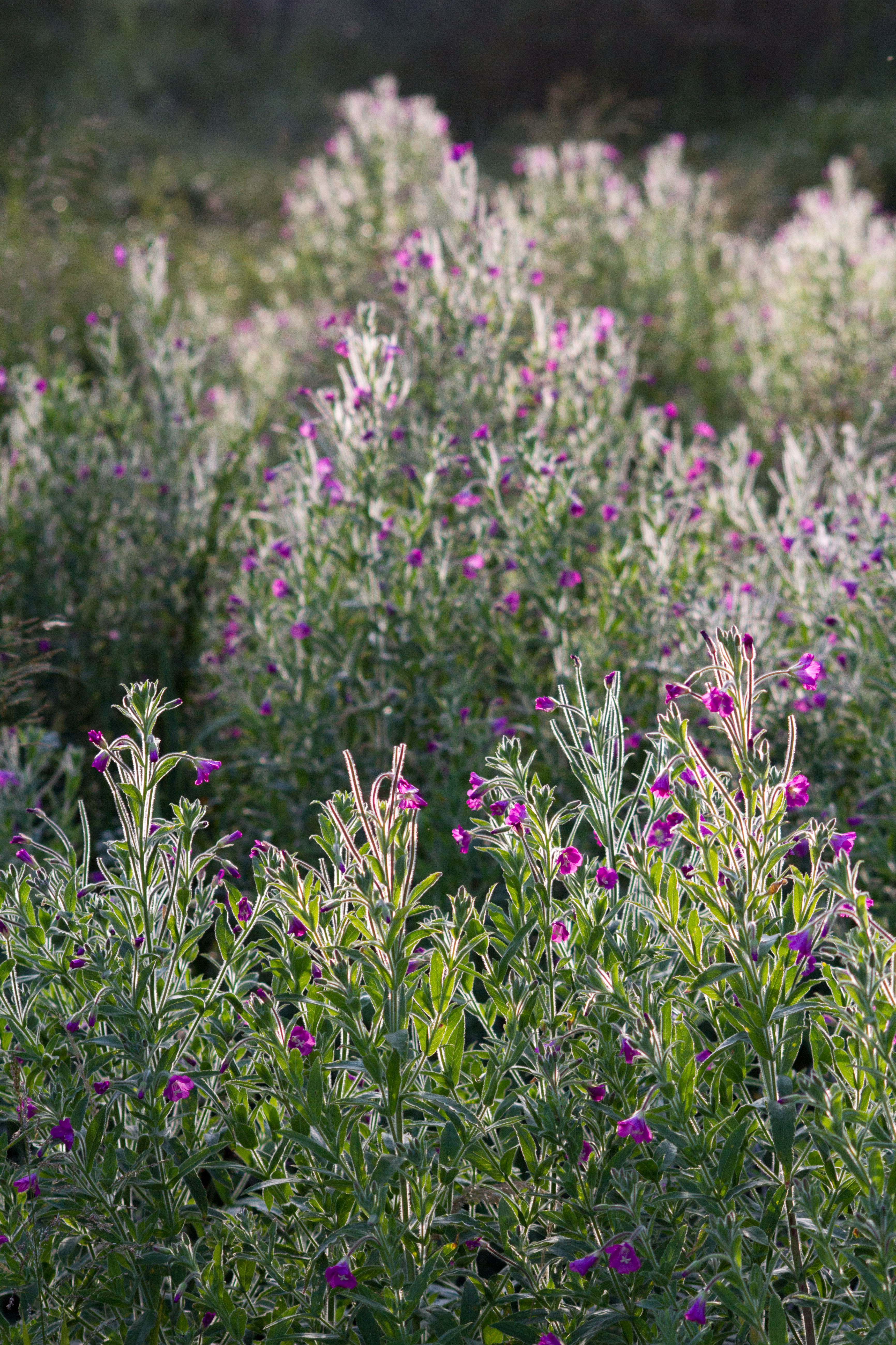 Summer Light #5