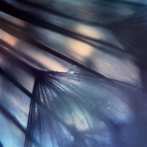 Dandelion_2