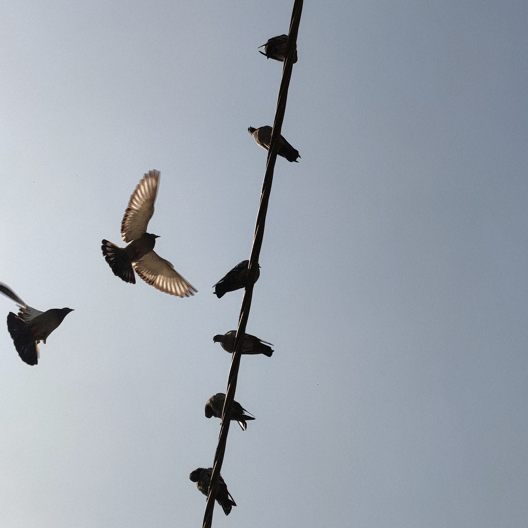 Fly