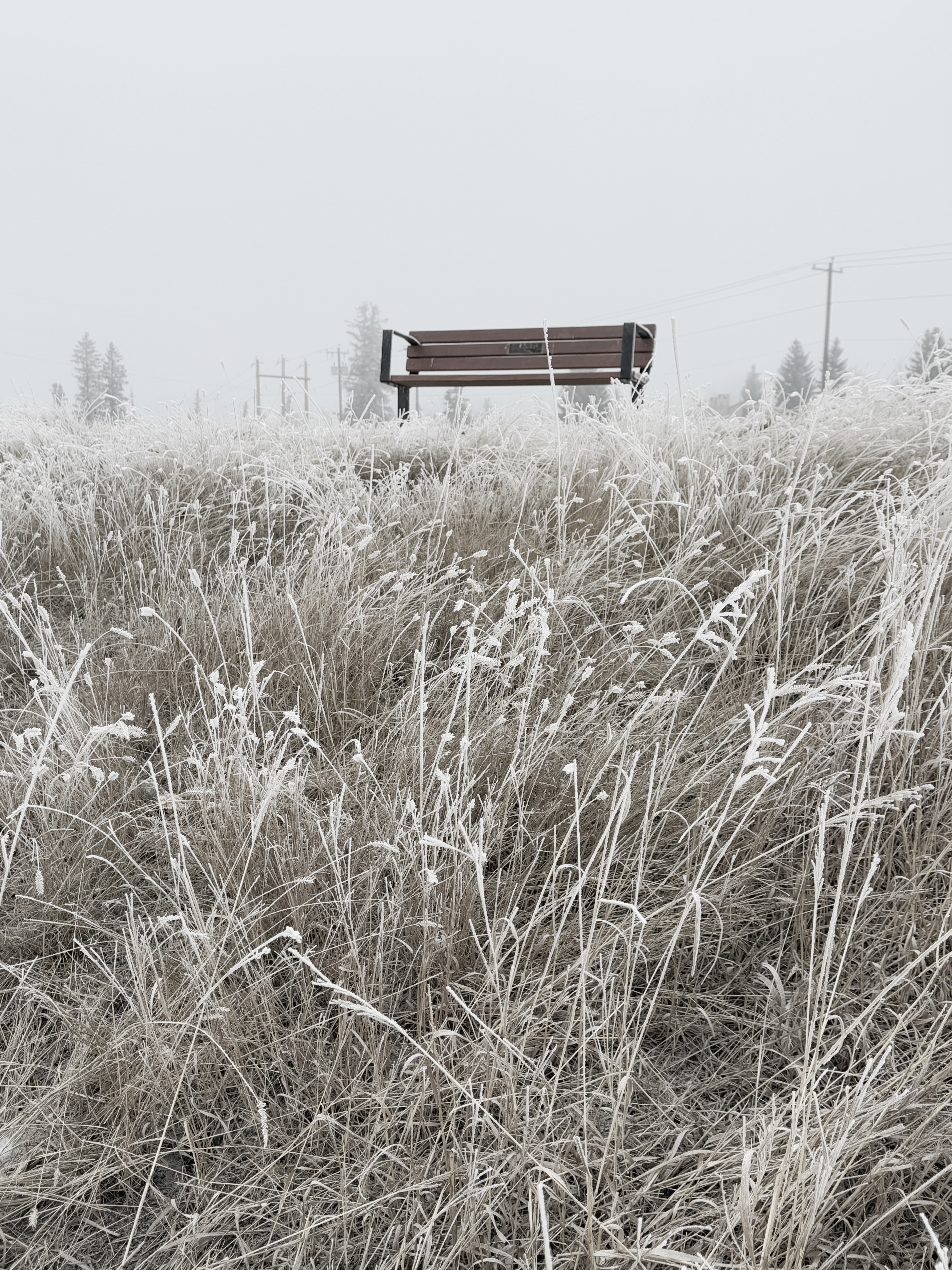 Frosty
