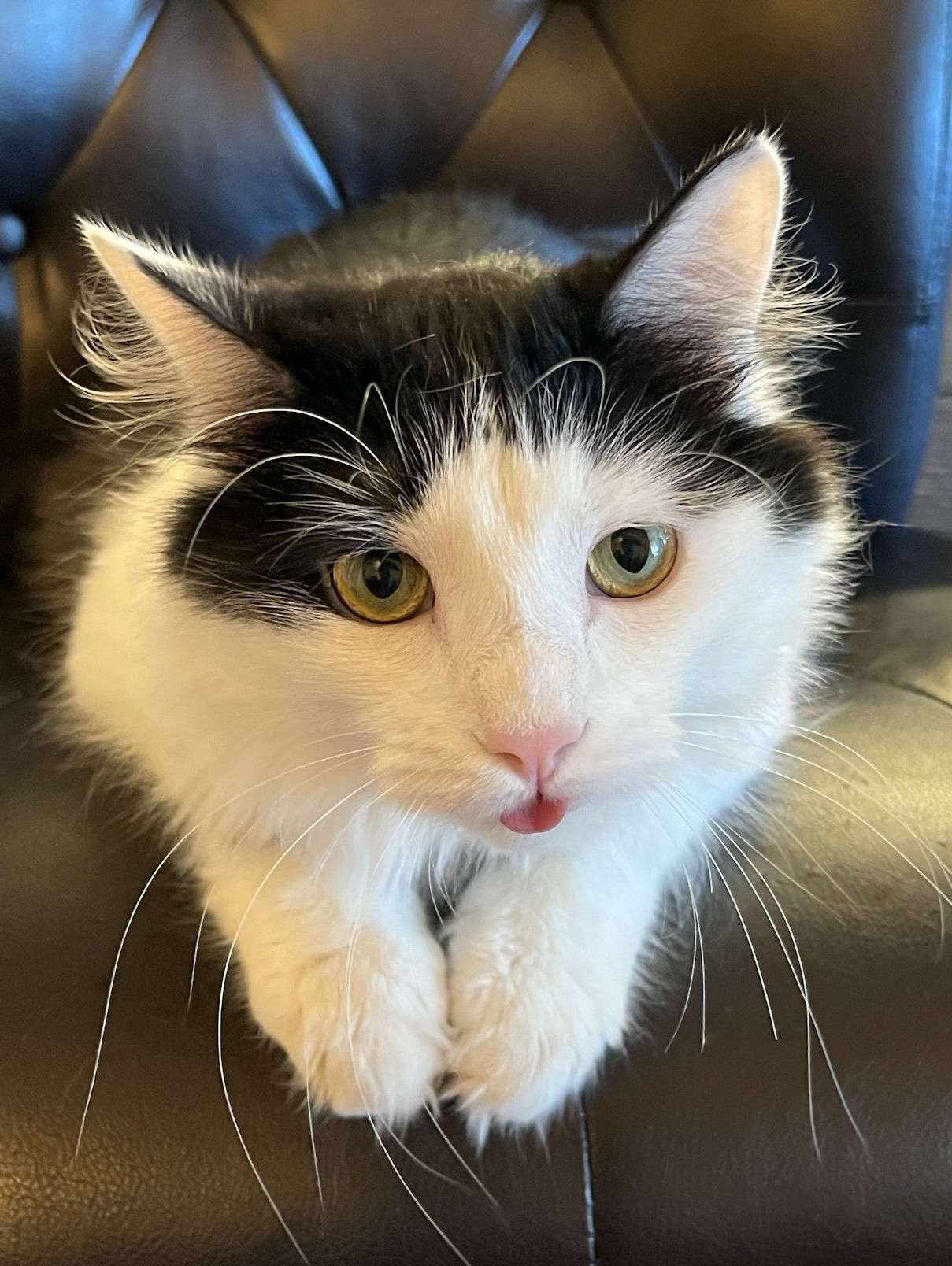 Blep