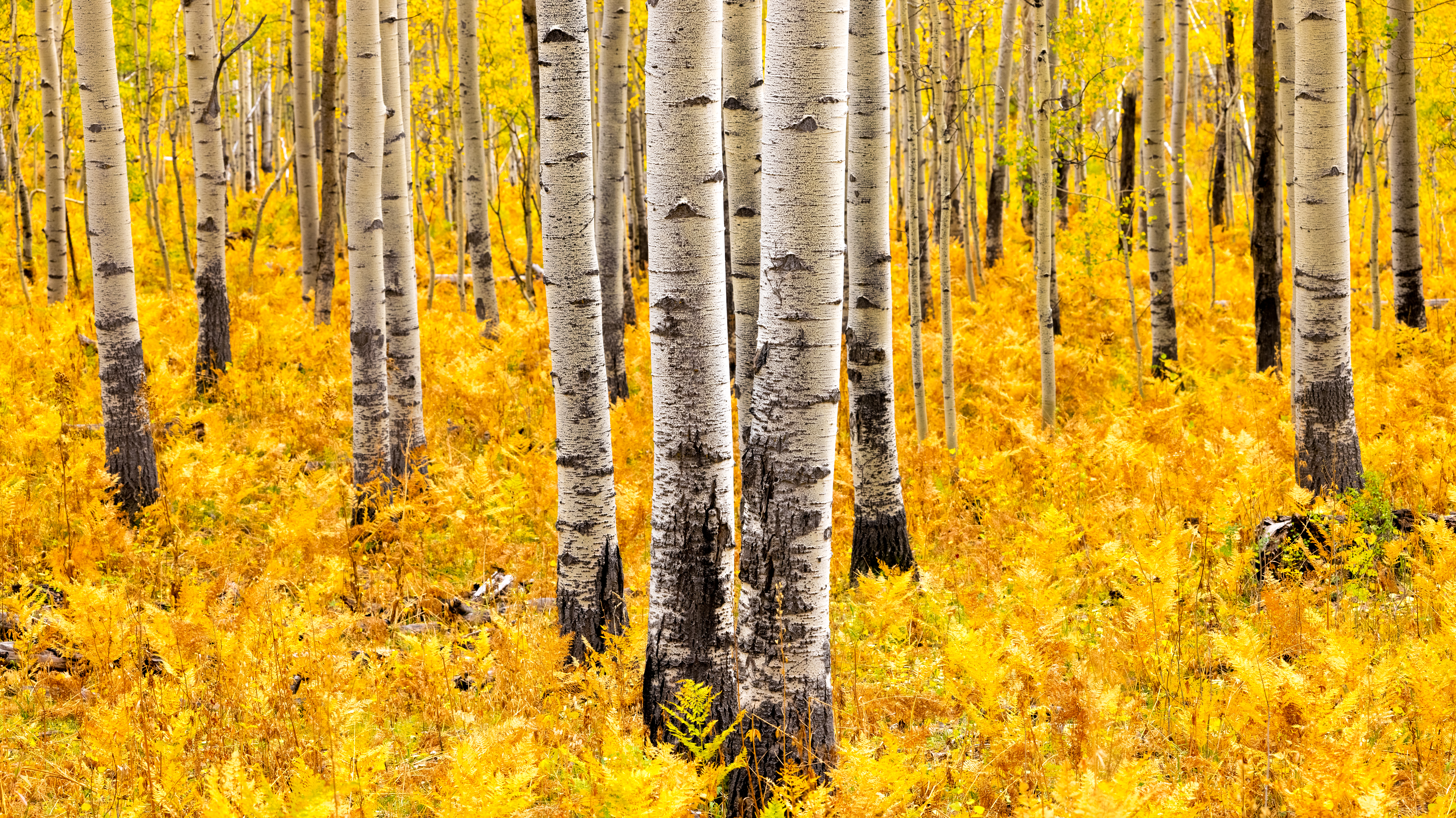 Ferns of Gold #8