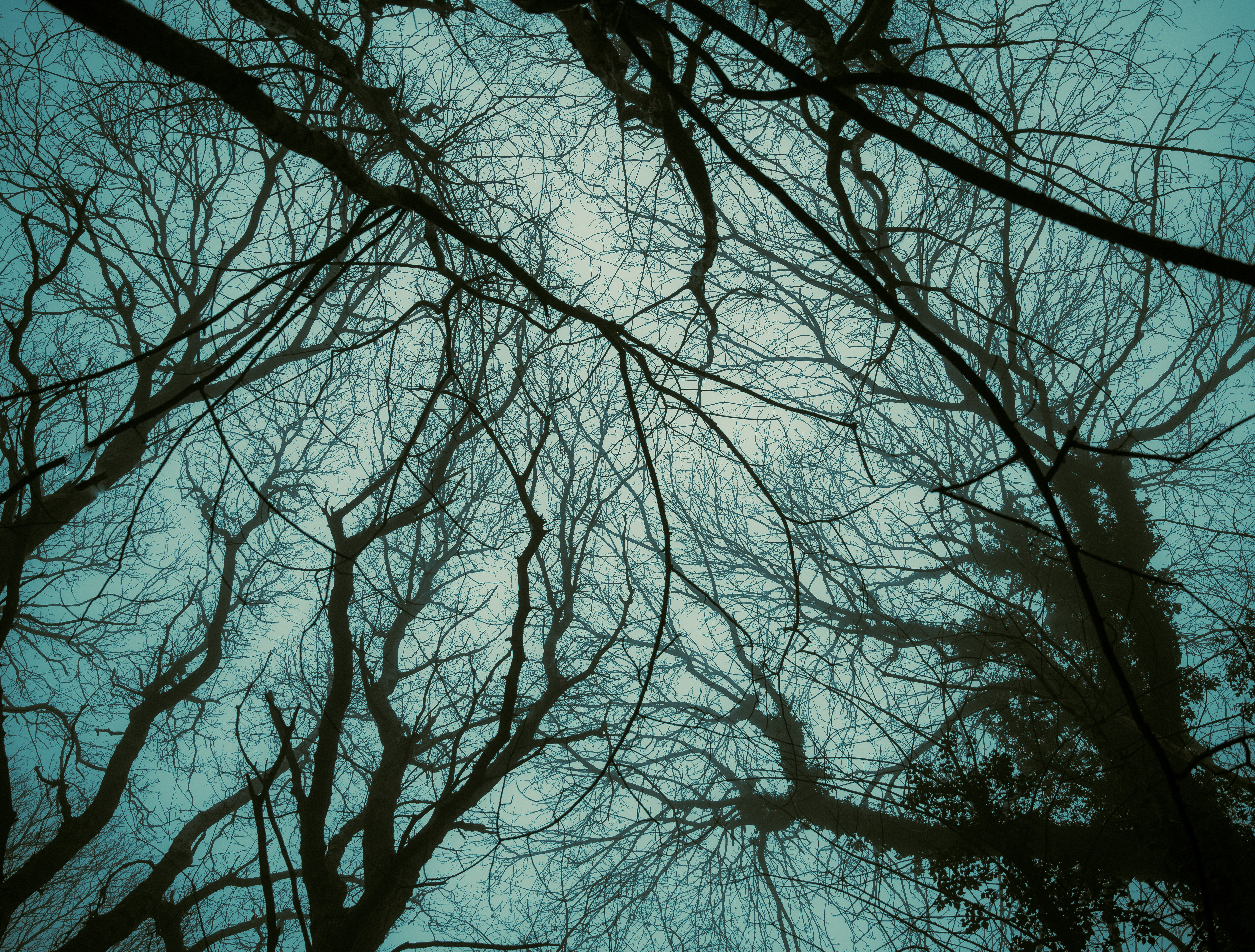 Patterns of the forest