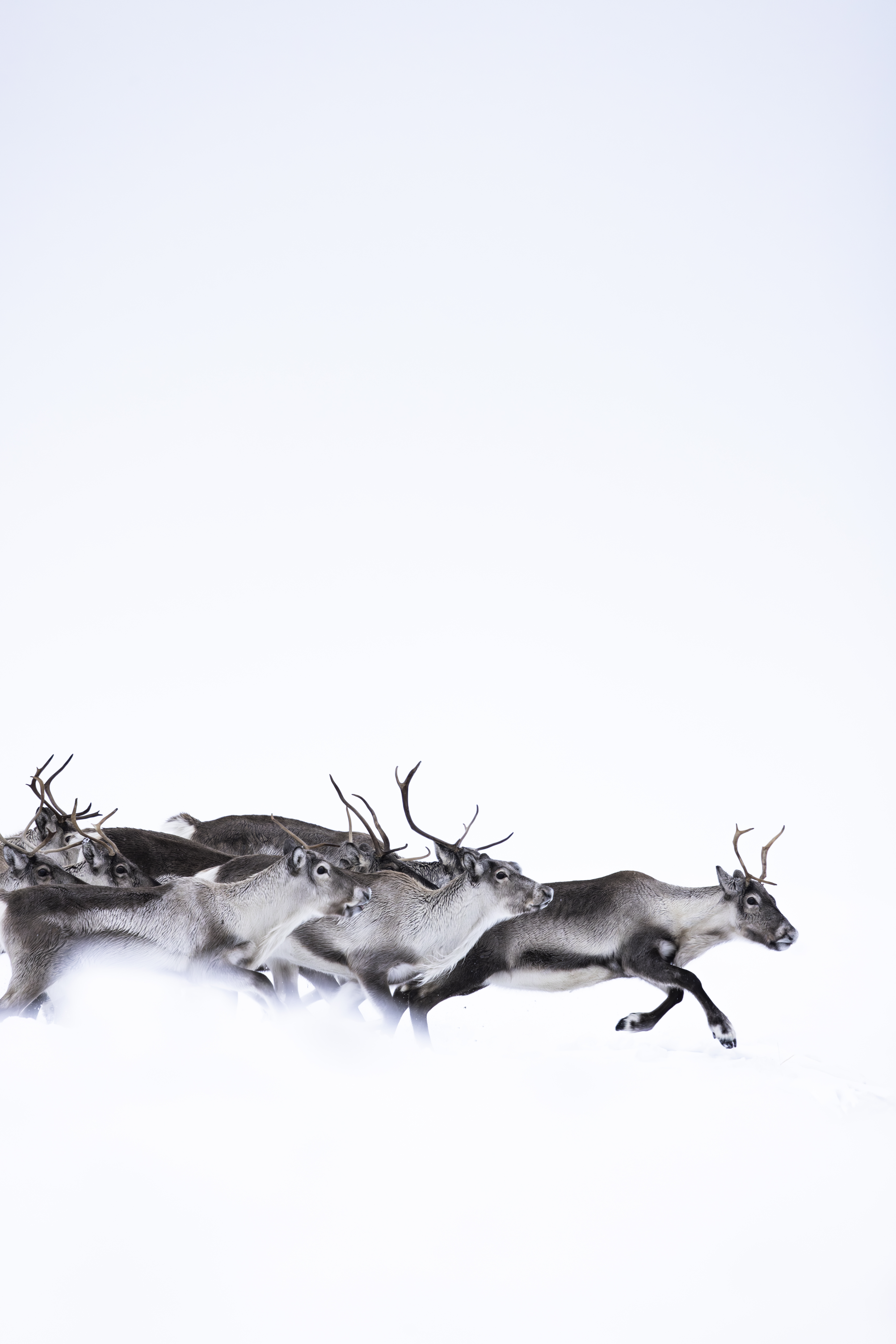 Running Away from Santa Claus