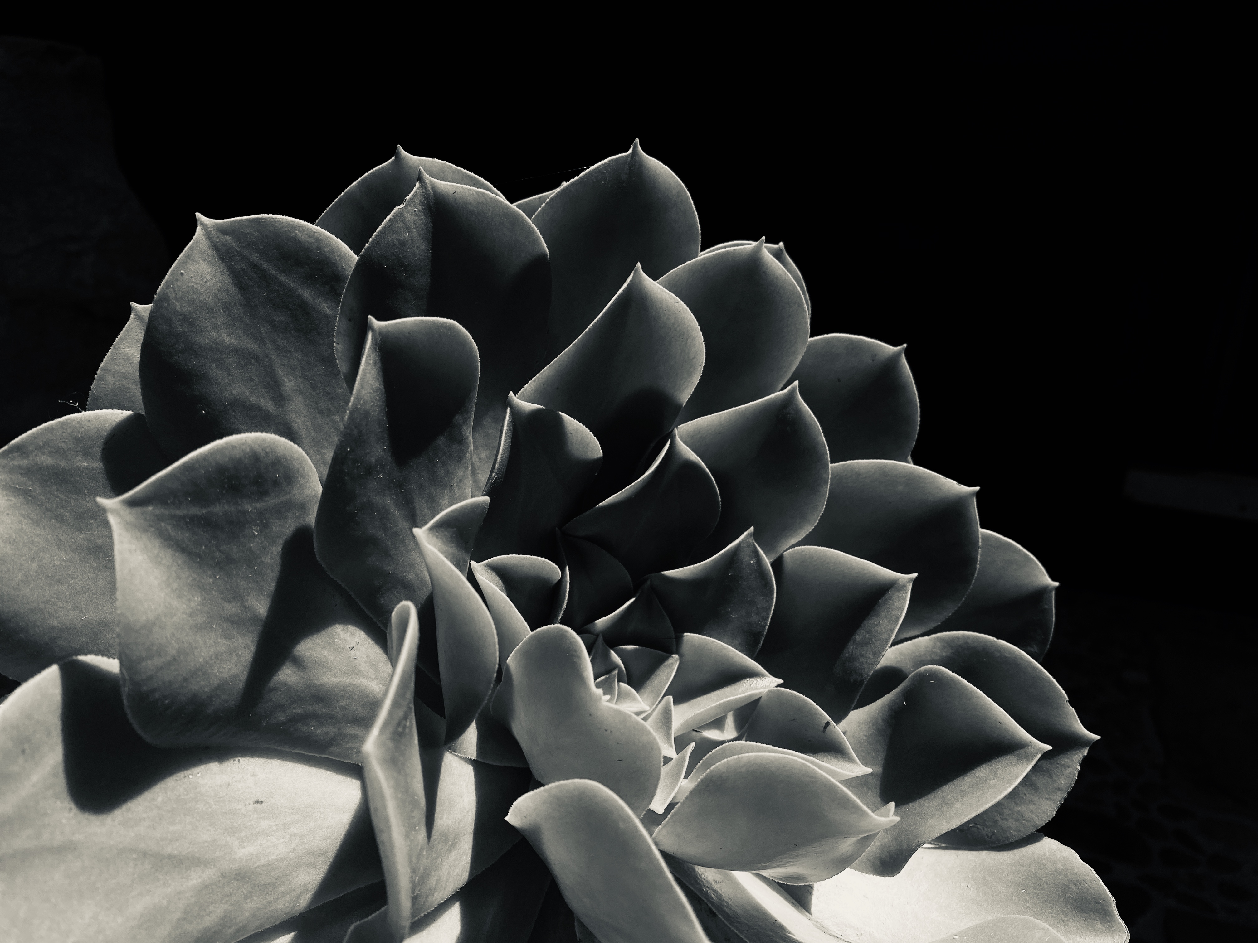 Grey III